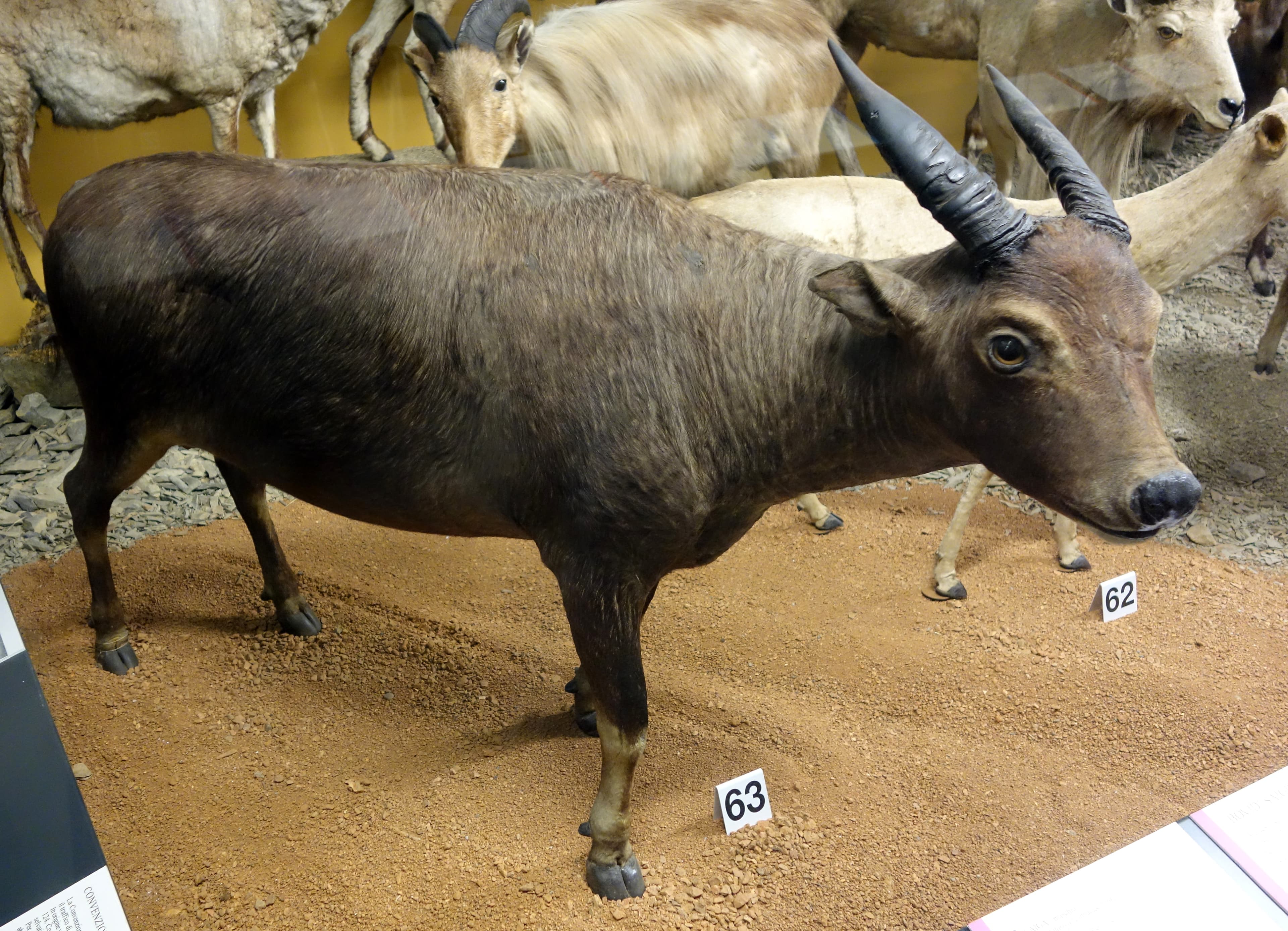 Exhibit in the Museo Civico di Storia Naturale di Genova, Via Brigata Liguria, 9, 16121, Genoa, Italy. Photography was permitted in the museum without