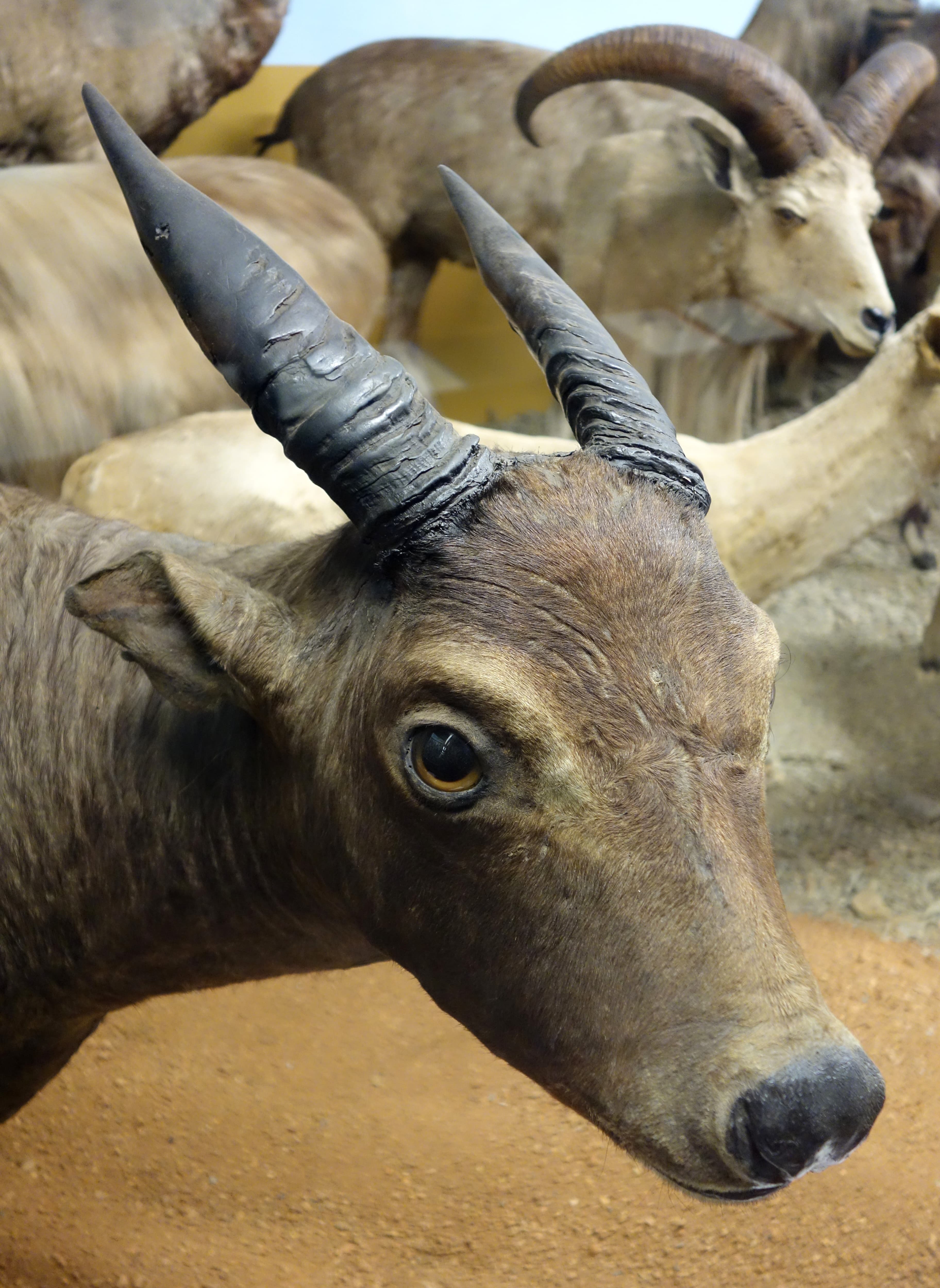Exhibit in the Museo Civico di Storia Naturale di Genova, Via Brigata Liguria, 9, 16121, Genoa, Italy. Photography was permitted in the museum without