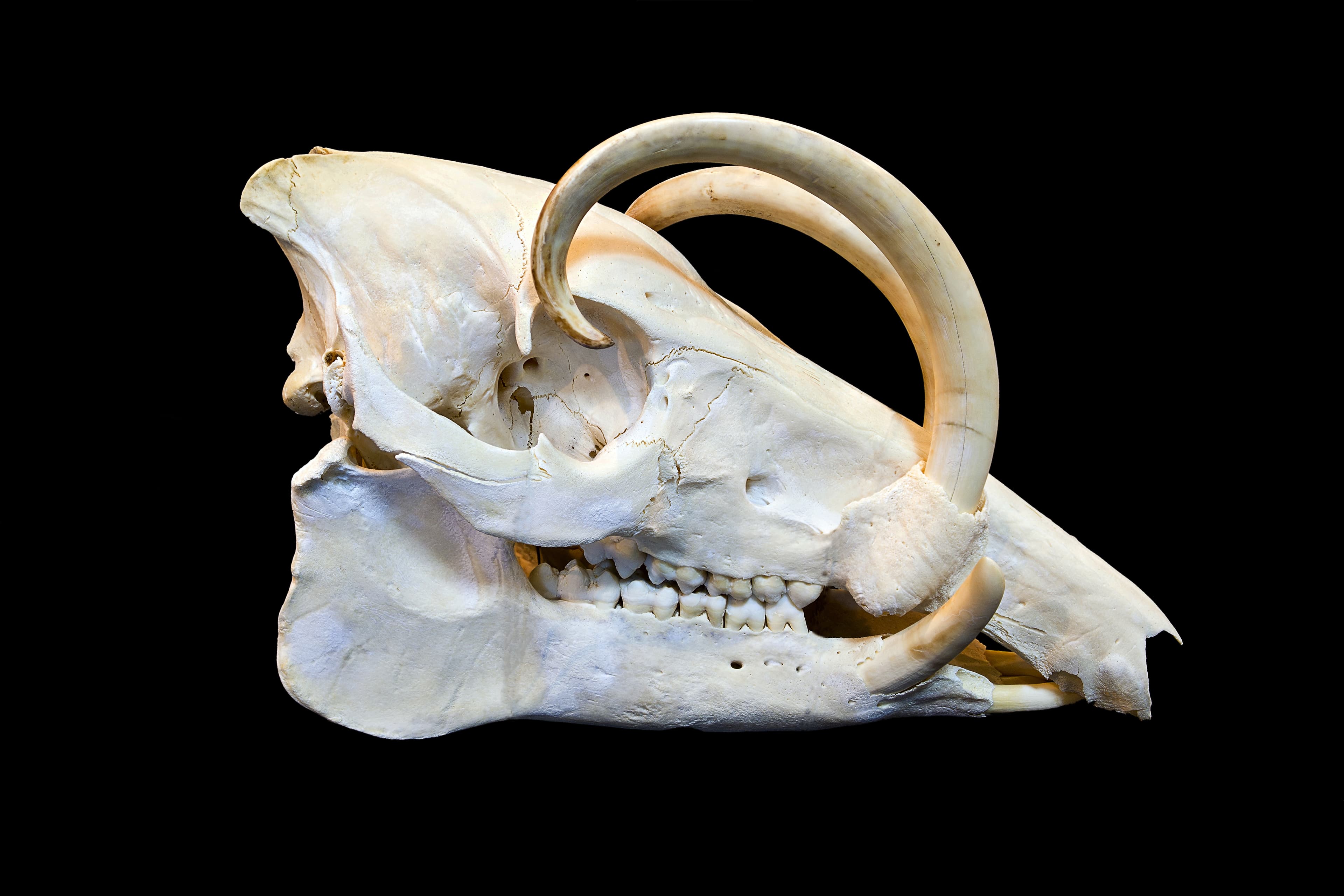 Skull of a male North Sulawesi babirusa (Babyrousa celebensis). Size: 37 cm.