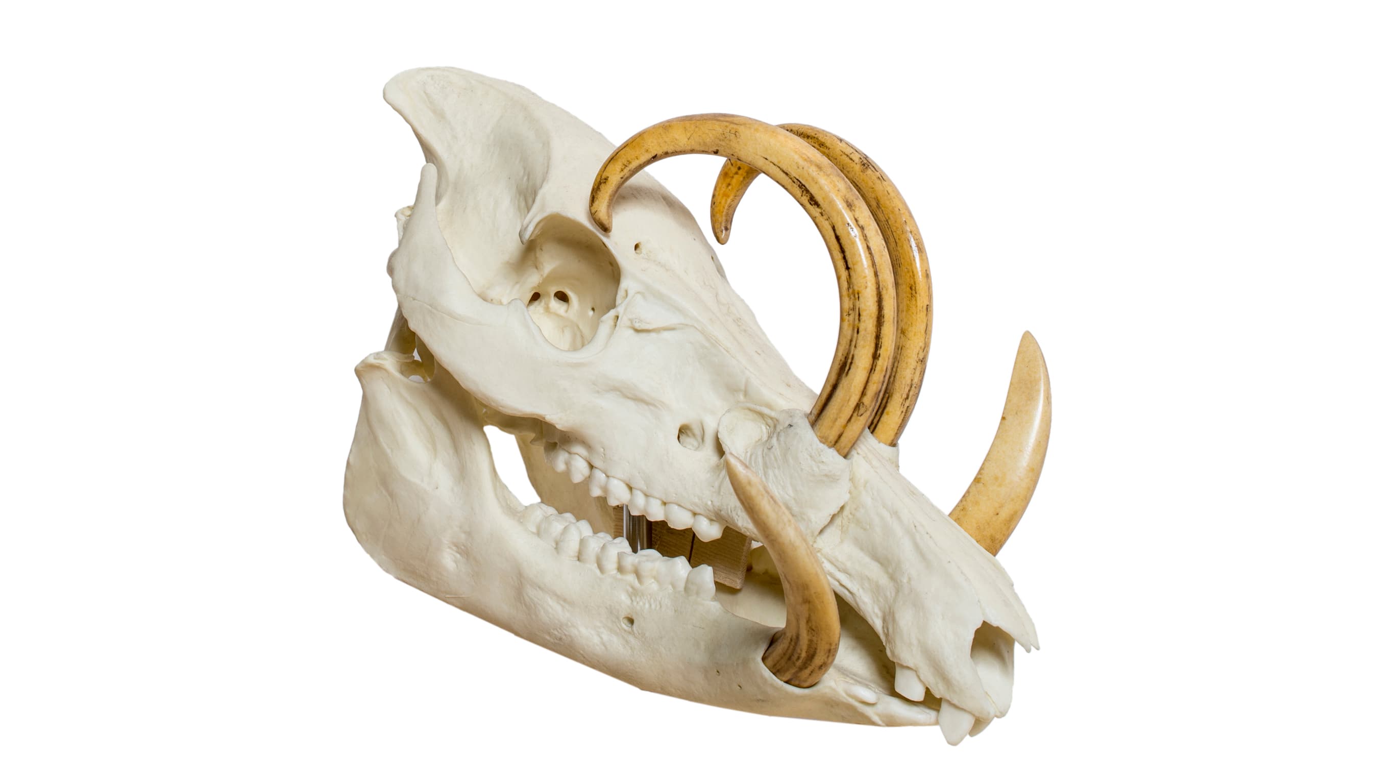 Buru babirusa, skull. Replica