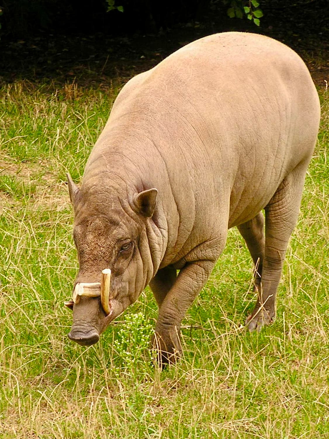 Babyrousa celebensis BABIRUSA. Zoo Frankfurt.