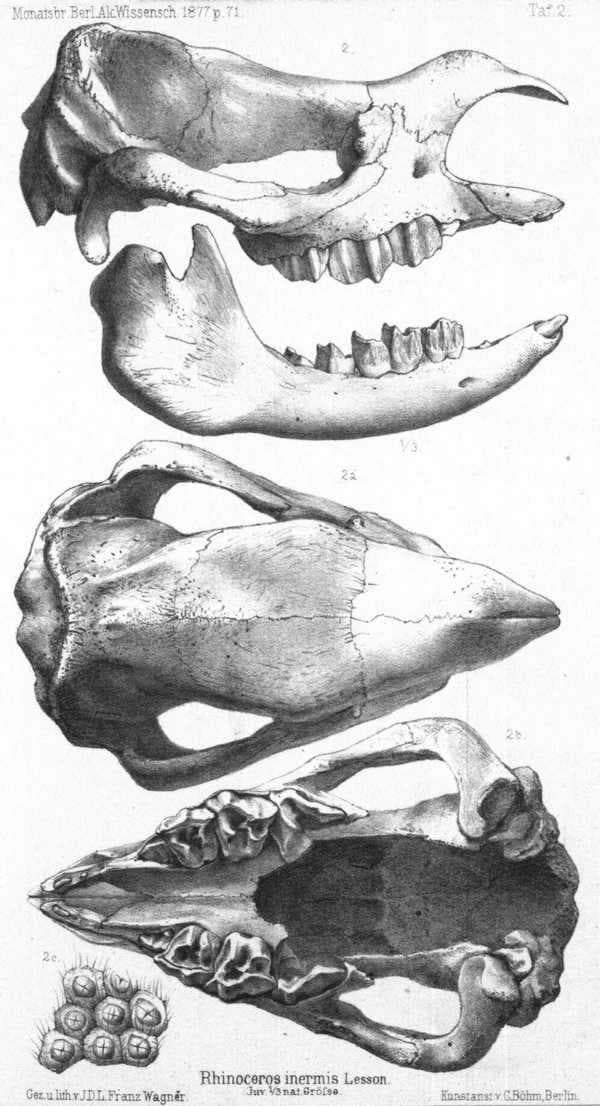 Skull of a Javan rhino in the Berlin Museum, the type of Rhinoceros inermis. From Peters, W., 1877. Ueber Rhinoceros inermis Lesson. Monatsberichte de