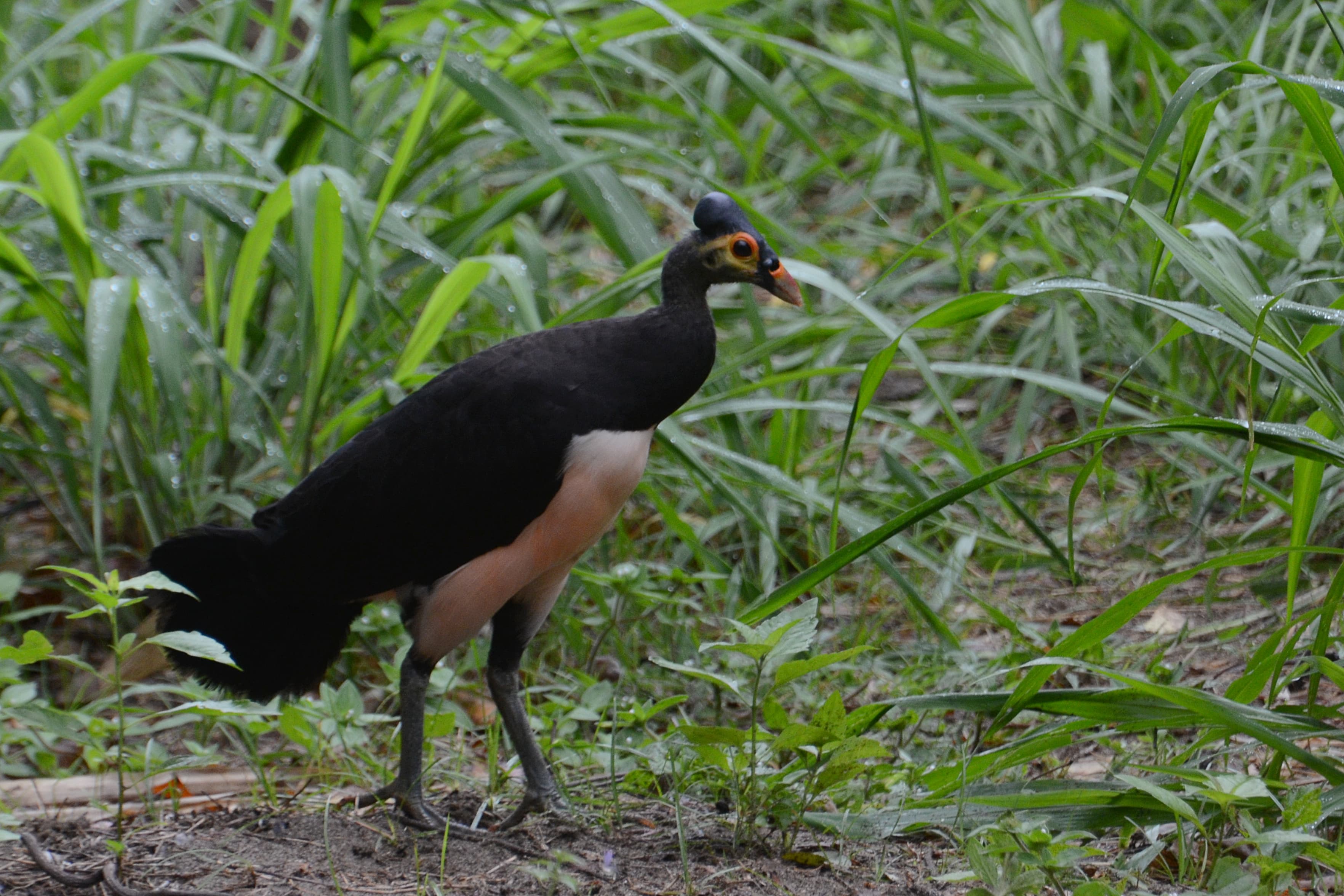 Maleo (Macrocephalon maleo) at Muara Pusian, North Sulawesi