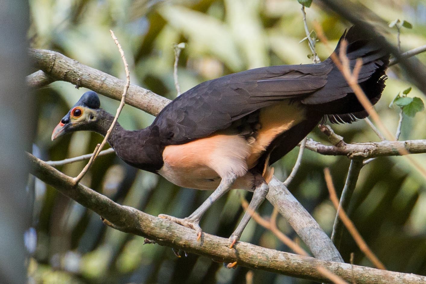 Maleo (Macrocephalon maleo)