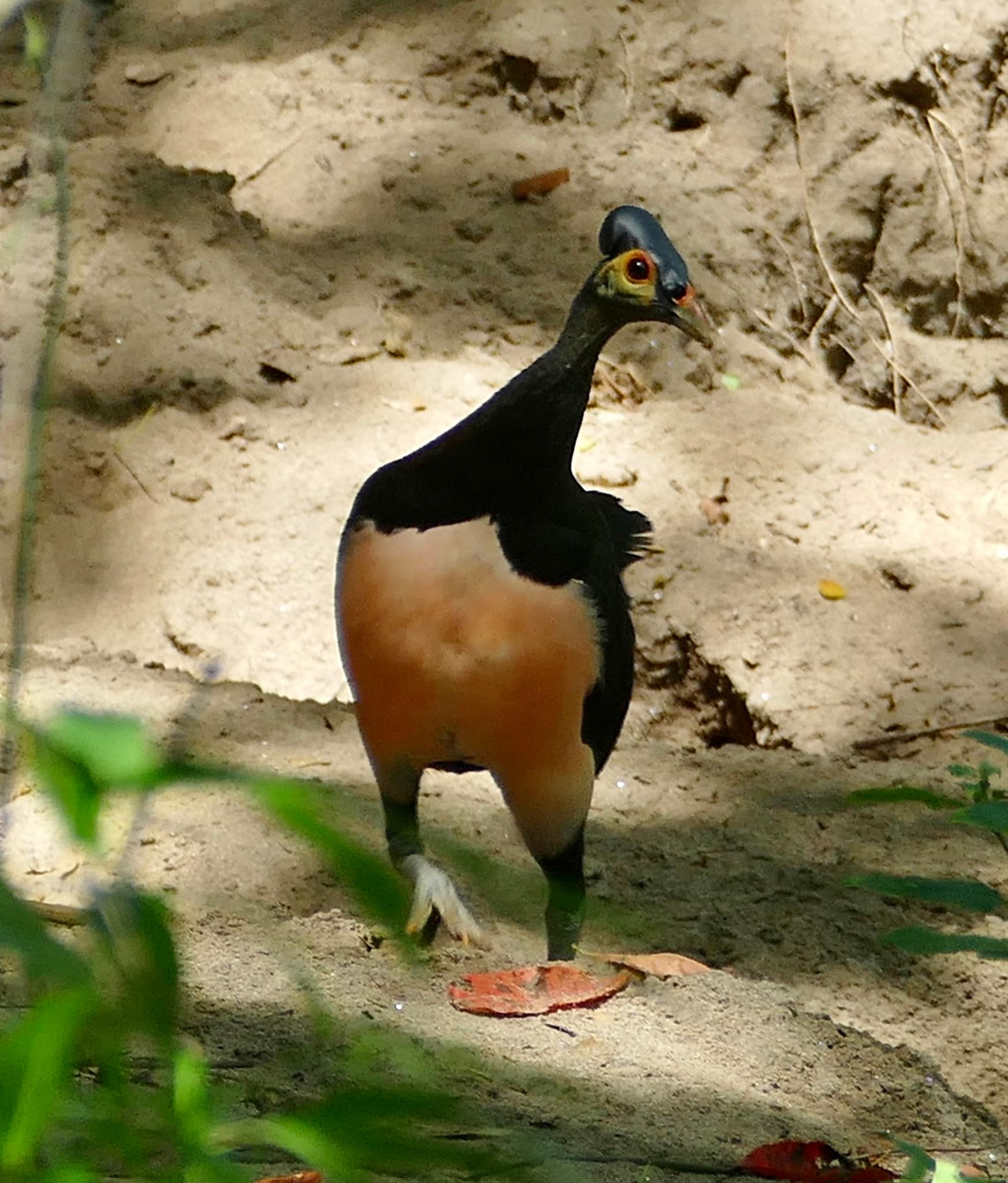 Maleo (Macrocephalon maleo) in Indonesia