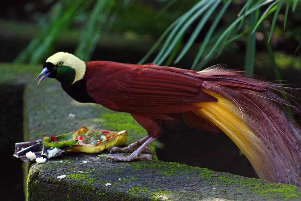 Greater Bird of Paradise (Paradisaea apoda). Male bird of paradise eating offerings at Bali Bird Park.