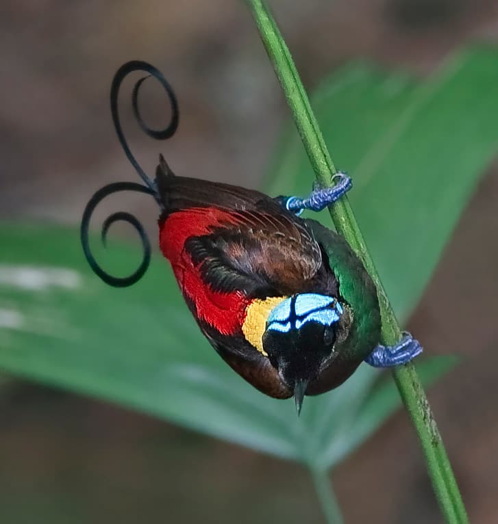 Wilson's Bird of Paradise, Category:Cicinnurus respublica