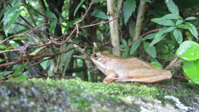 Fauna yang masih ada di sumber mata air di kawasan Cisanti (Wayang Windu),Hulu sungai citarum.