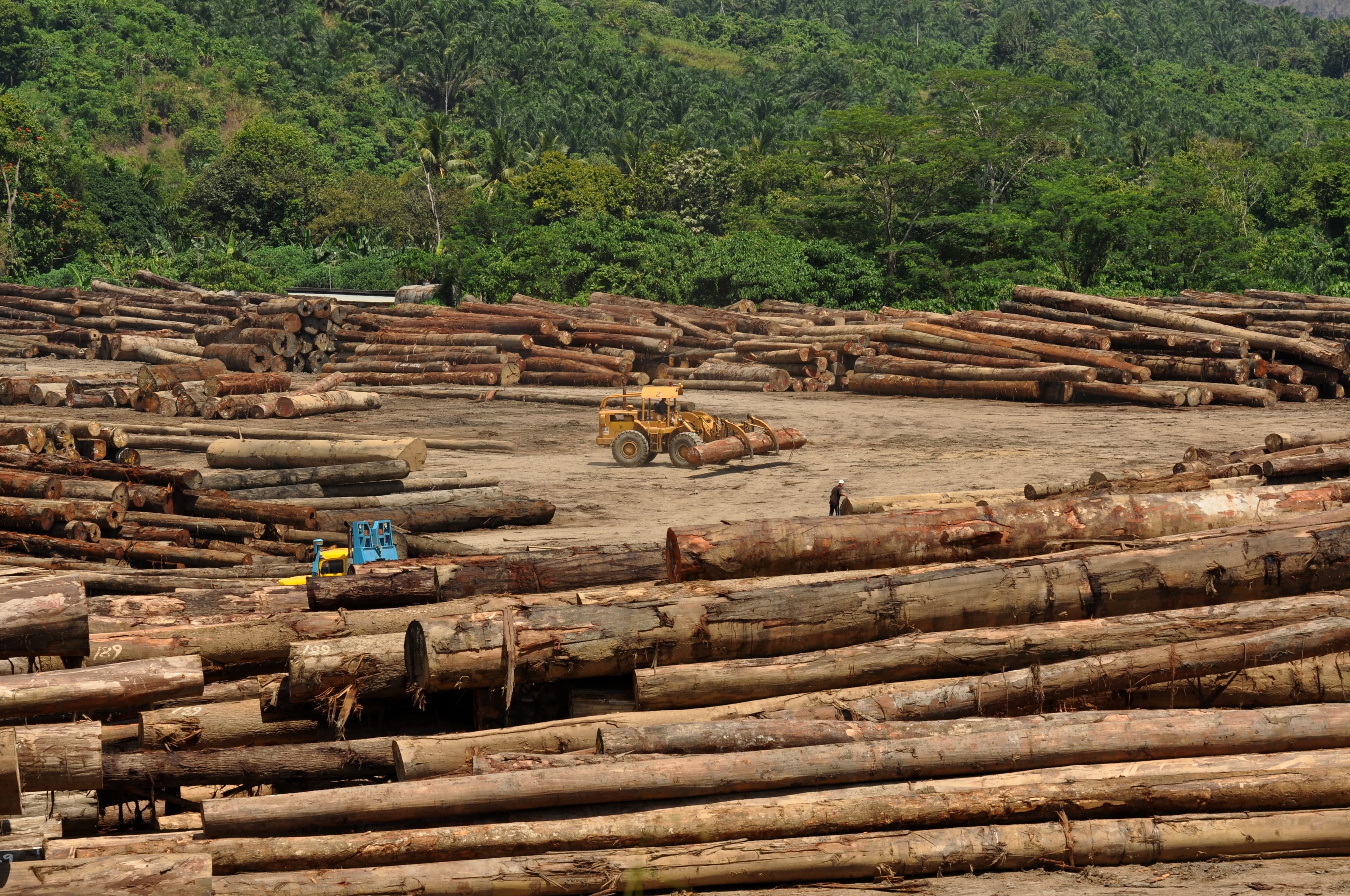 Logging in Sabah, Malaysian Borneo: tall dipterocarp rainforest trees are most commonly felled