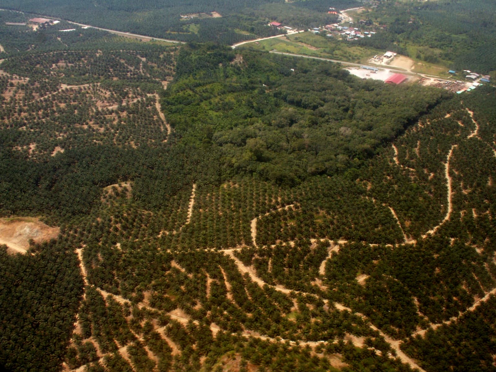 Aerial view of a rainforest fragment amodst large expanse of oil palm plantations in Sabah, Malaysian Borneo