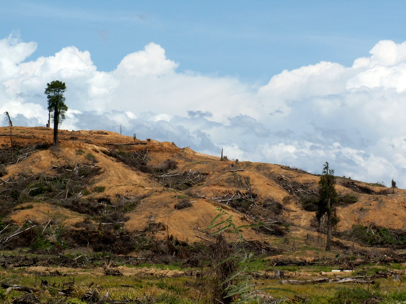 Land cleared of tropical rainforest for establishment of oil palm plantation in Sabah, Malaysian Borneo