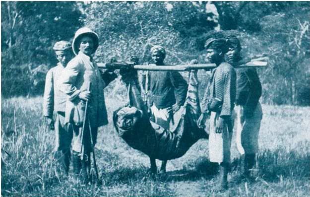 Balinese tiger killed by O. Vojnich in 1911
