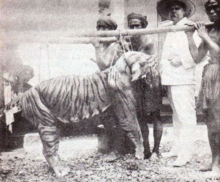 Balinese tiger killed by M. Zanveld