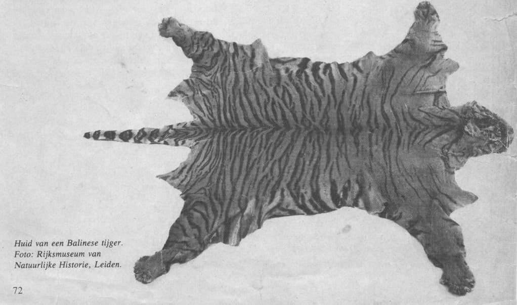 One of the few preserved skins of Panthera tigris balica