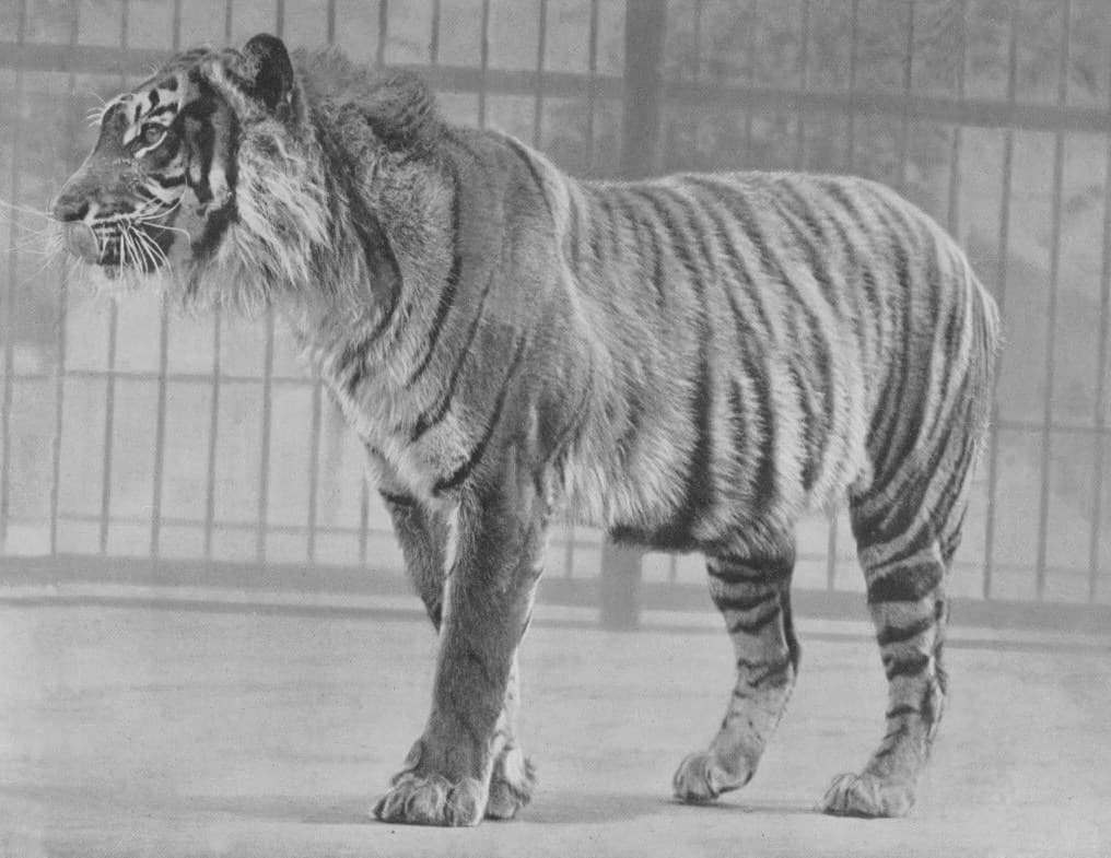 Foto harimau Jawa di kandang kebun binatang, difoto sebelum 1942