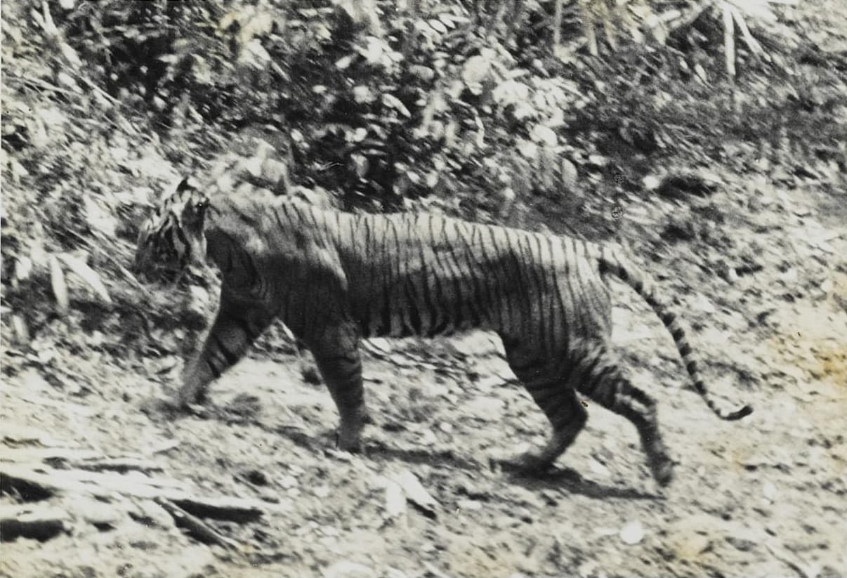 This photograph of a live Javan tiger, P. t. sondaica, was taken in 1938 at Ujung Kulon and published in A. Hoogerwerf's "Ujung Kulon: The Land of the