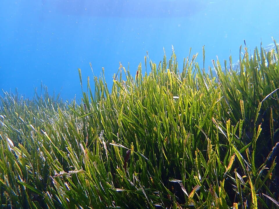 Visual representasi subjek untuk: Impacts of dredging and restoration on sedimentary carbon stocks in seagrass meadows of Pari Island, Indonesia