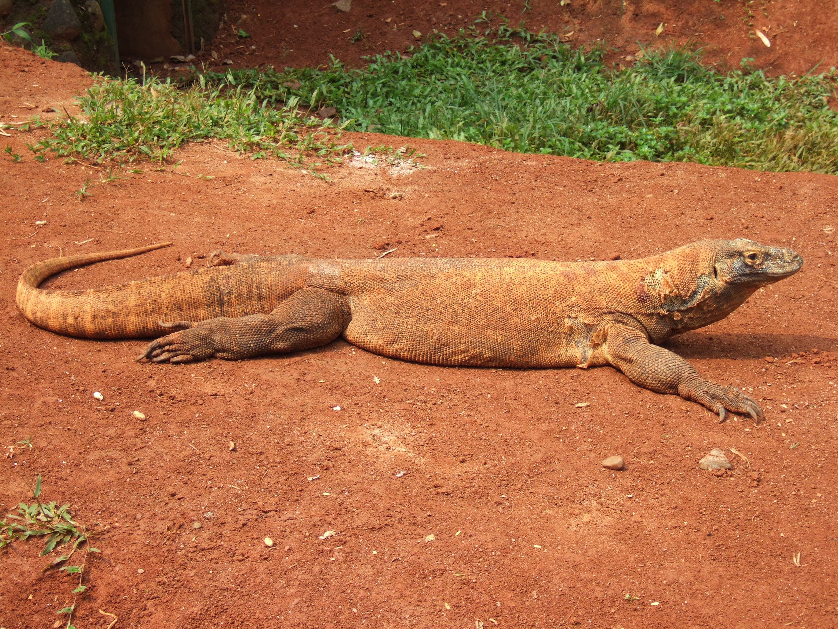 Komodo dragon, Varanus komodoensis (Ragunan Zoo, Jakarta, Indonesia)