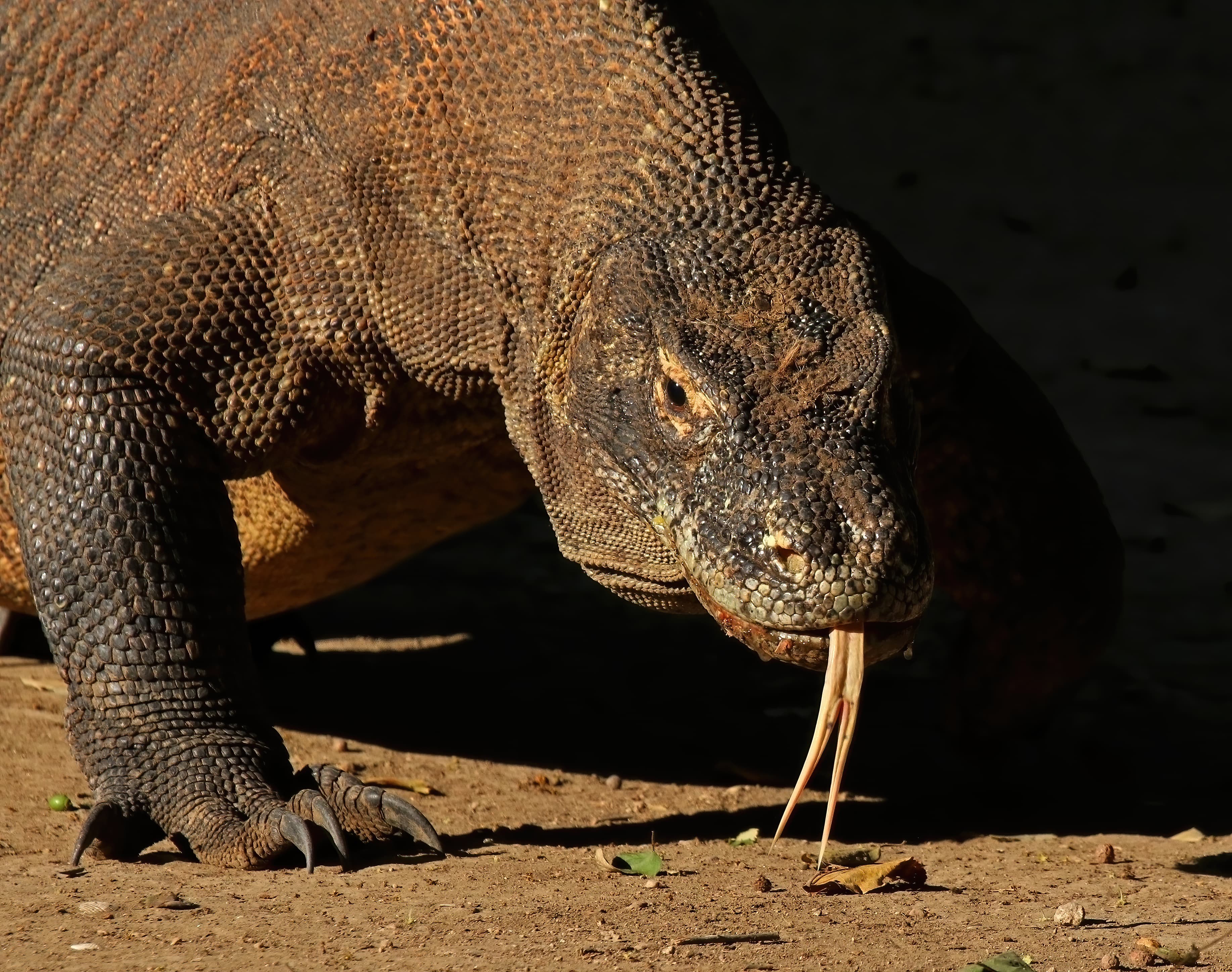 Komodo dragon (Varanus komodoensis), Komodo National Park, Indonesia