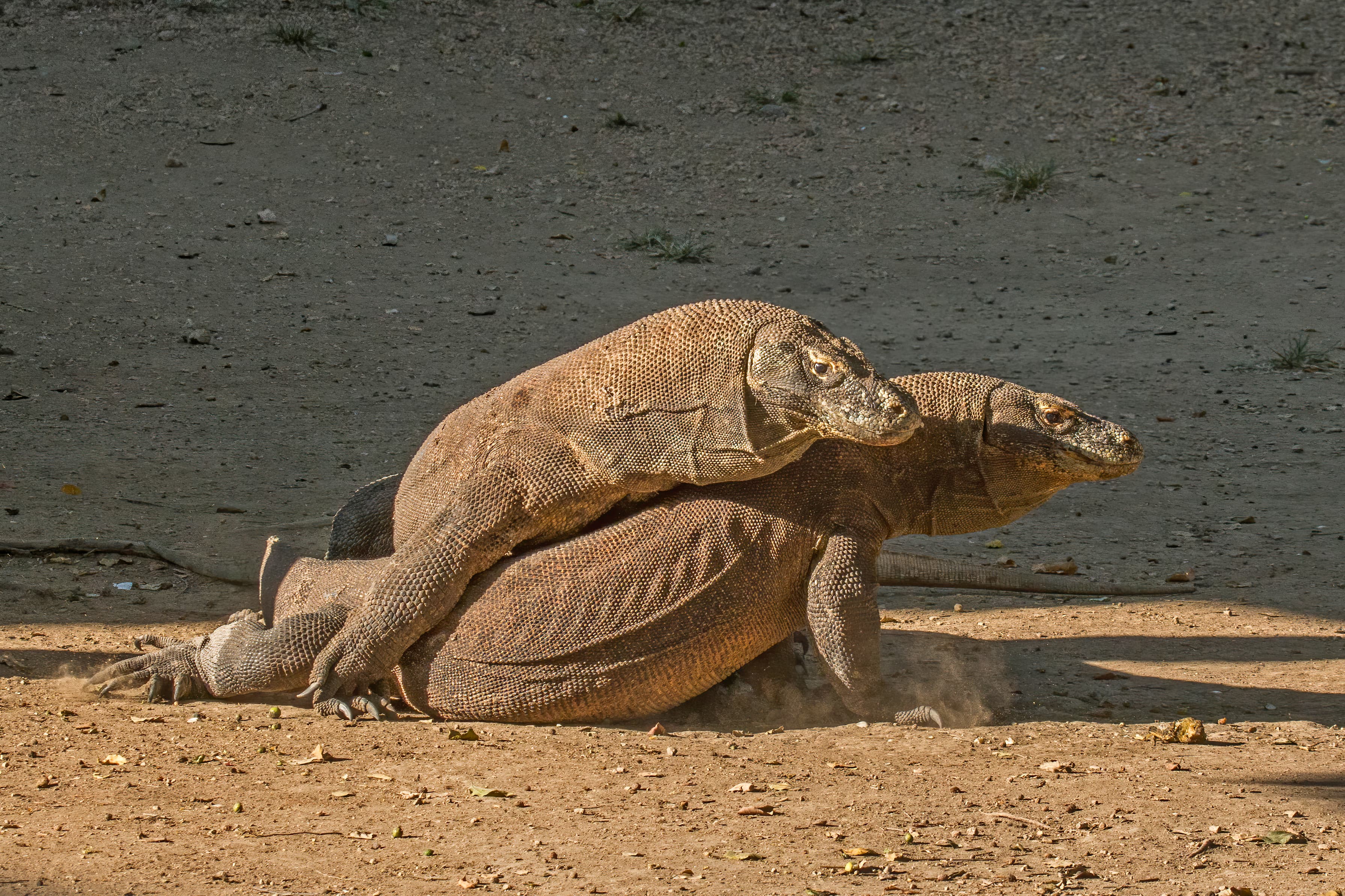 Komodo dragons (Varanus komodoensis), males fighting on Rinca, Komodo National Park, Indonesia