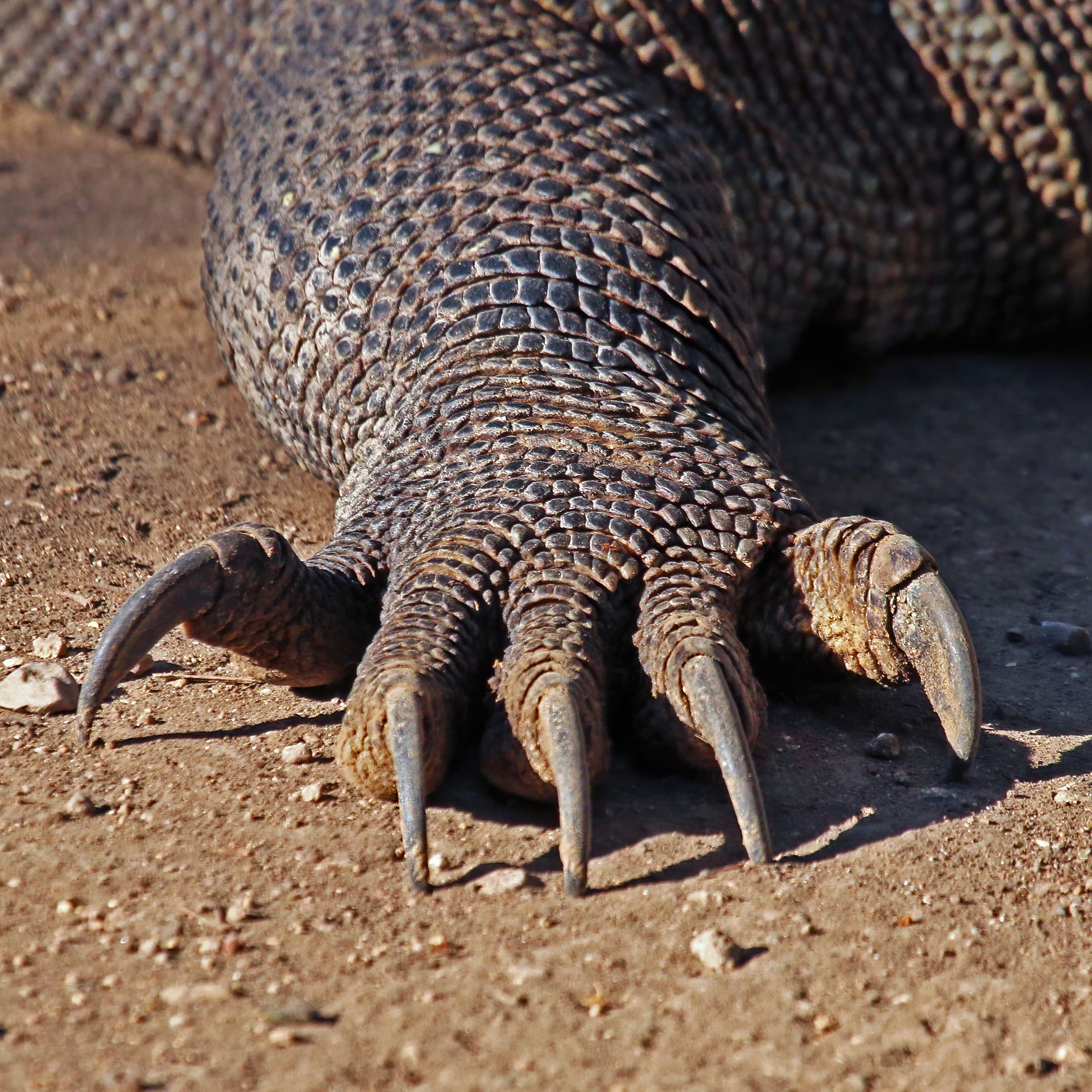 Front leg of Komodo dragon (Varanus komodoensis), Rinca, Komodo National Park, Indonesia