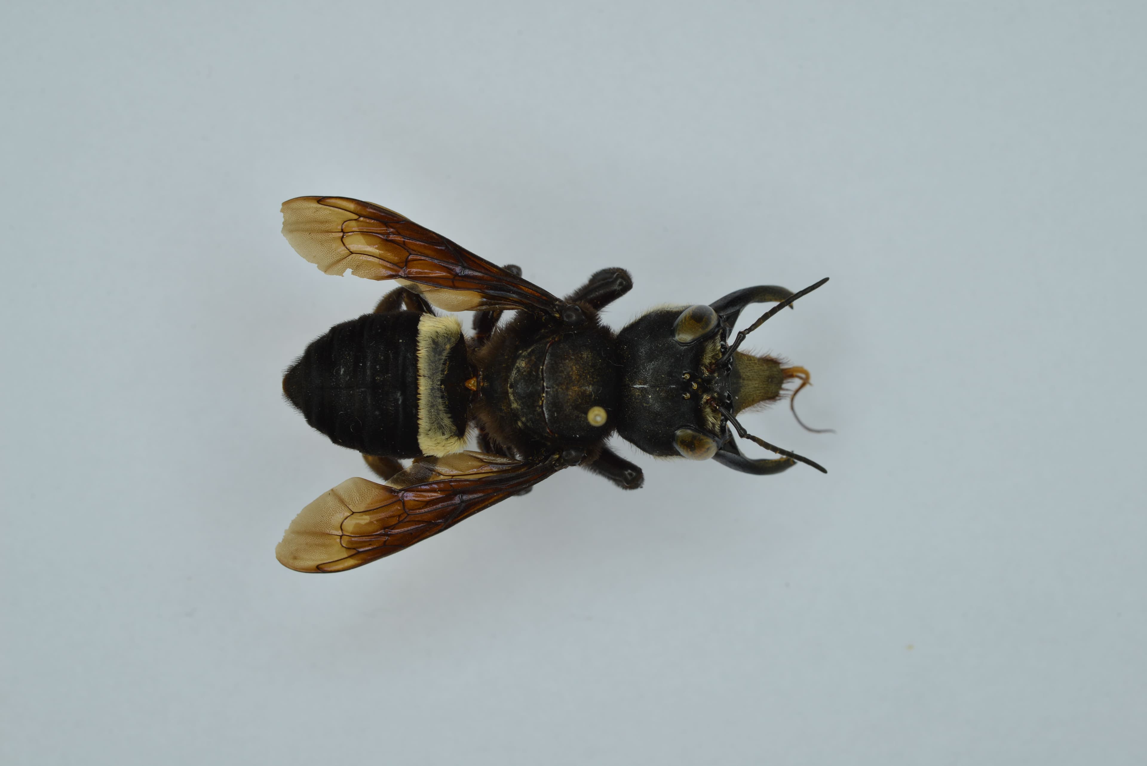 Megachile pluto (adult, dorsal view) : Preserved specimen number RMNH.INS.108876 from Naturalis Biodiversity Center - Zoology and Geology catalogues (