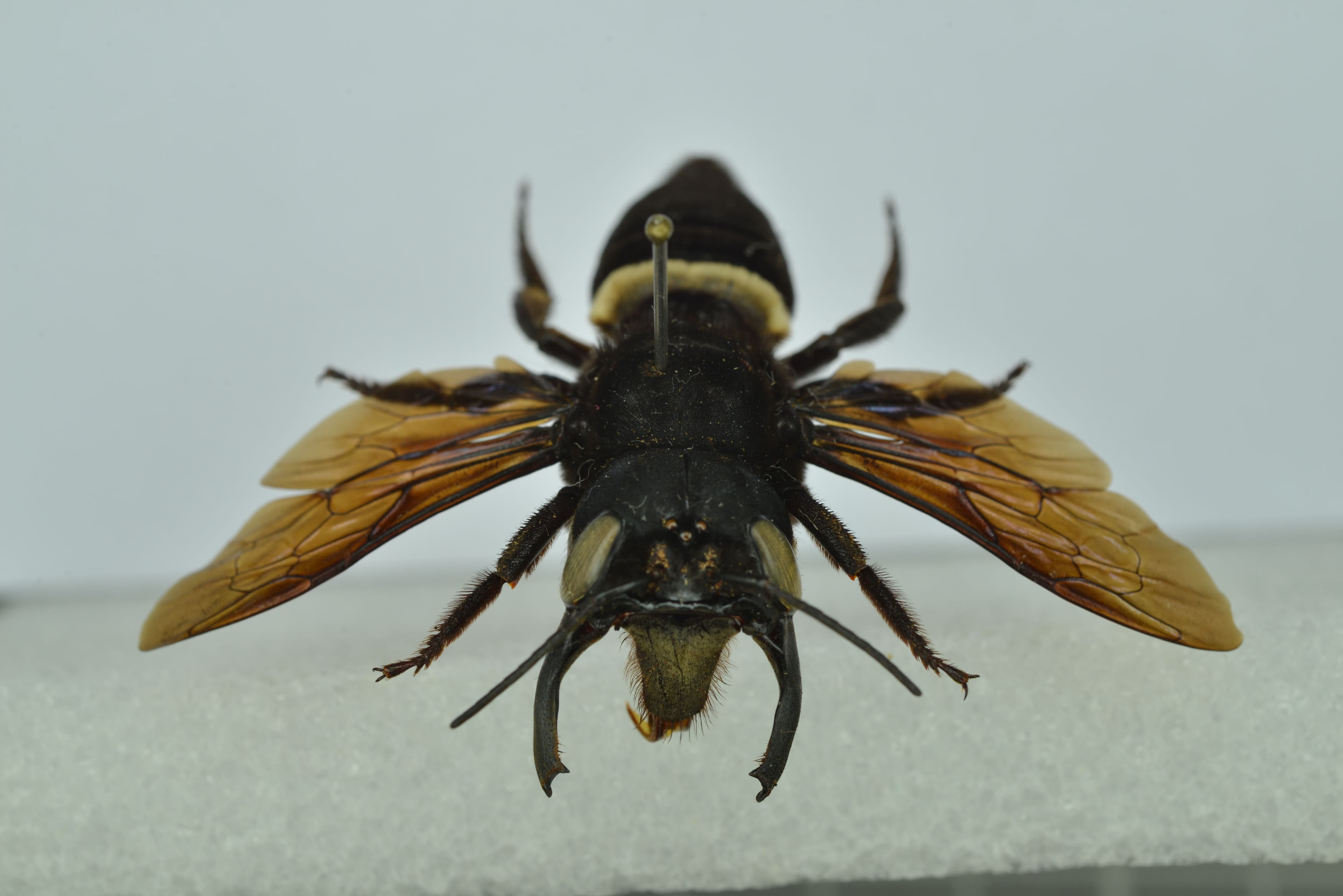 Megachile pluto (adult, frontal view) : Preserved specimen number RMNH.INS.108875 from Naturalis Biodiversity Center - Zoology and Geology catalogues 