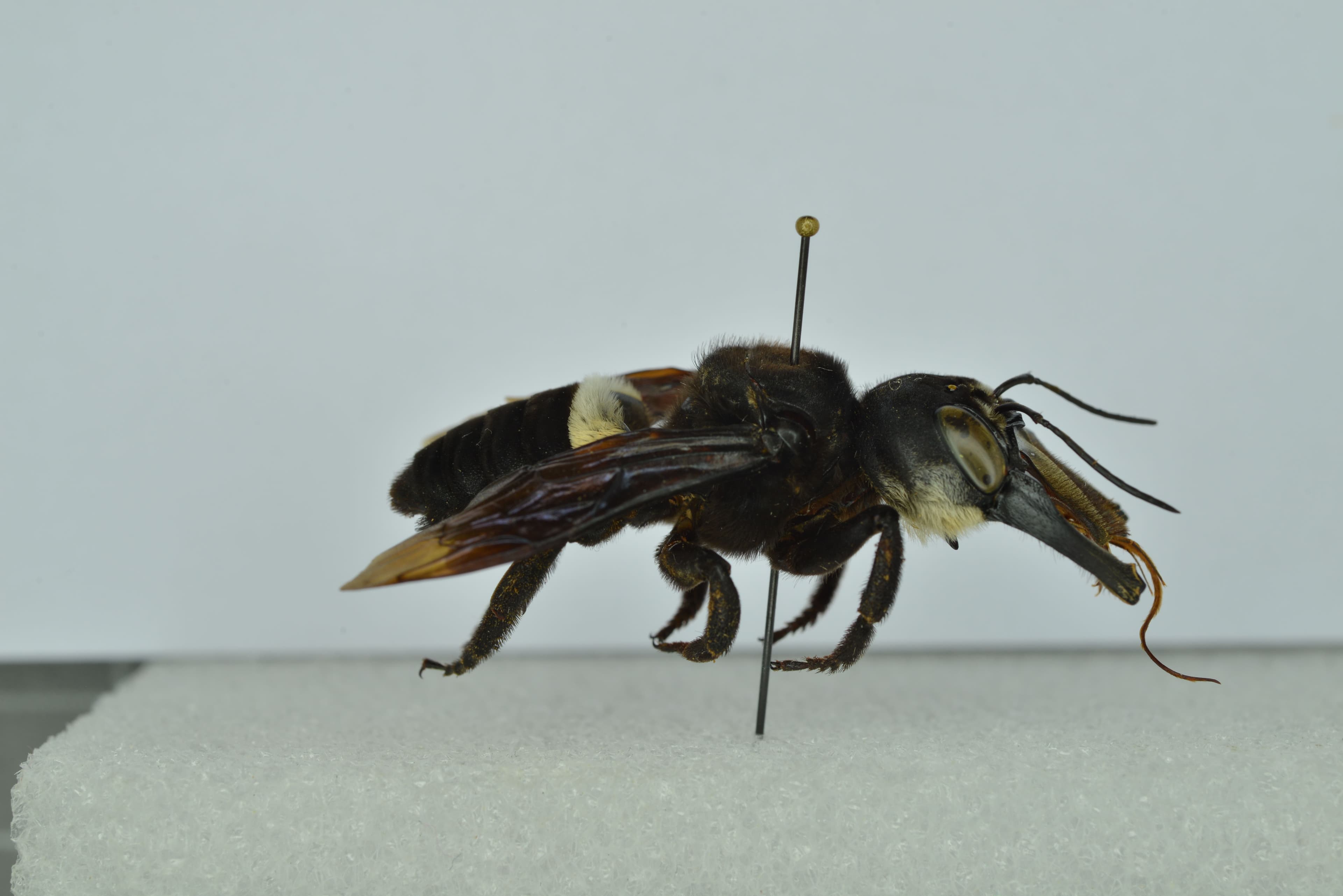 Megachile pluto (adult, lateral view) : Preserved specimen number RMNH.INS.108876 from Naturalis Biodiversity Center - Zoology and Geology catalogues 