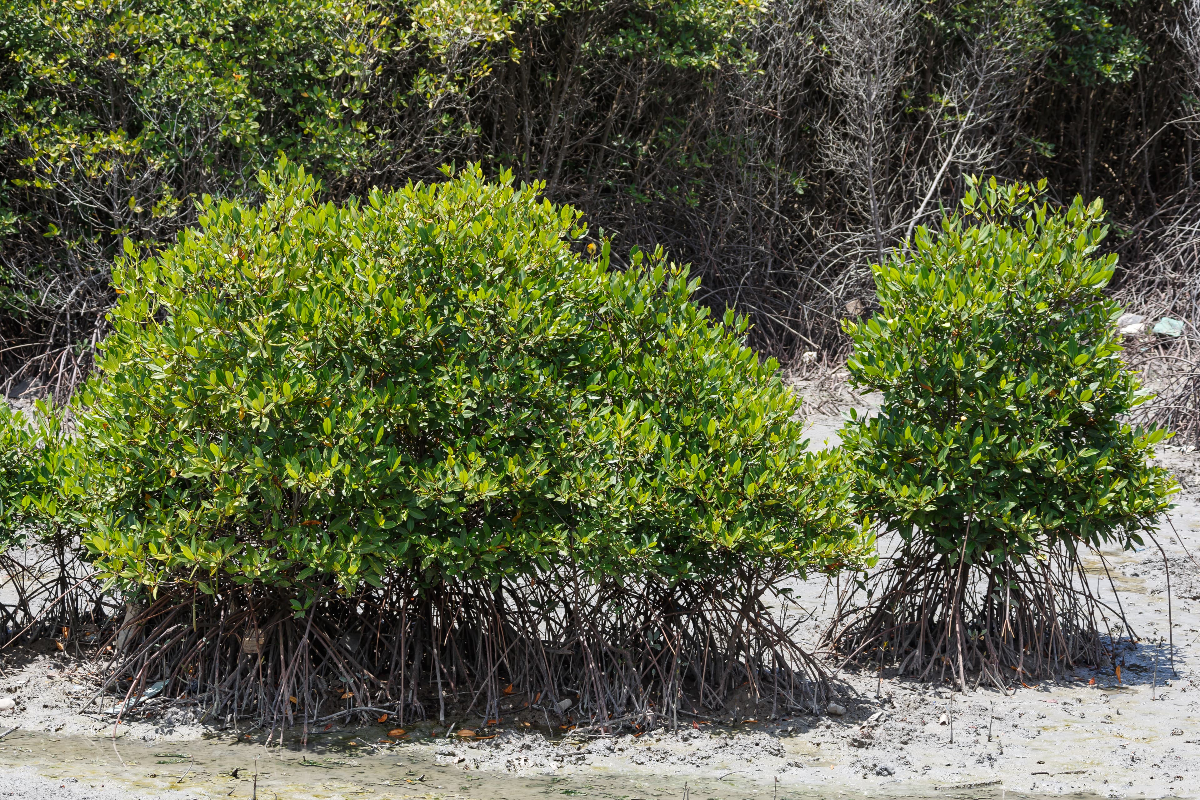 Benoa, Bali, Indonesia: Mangrove forest at Benoa.