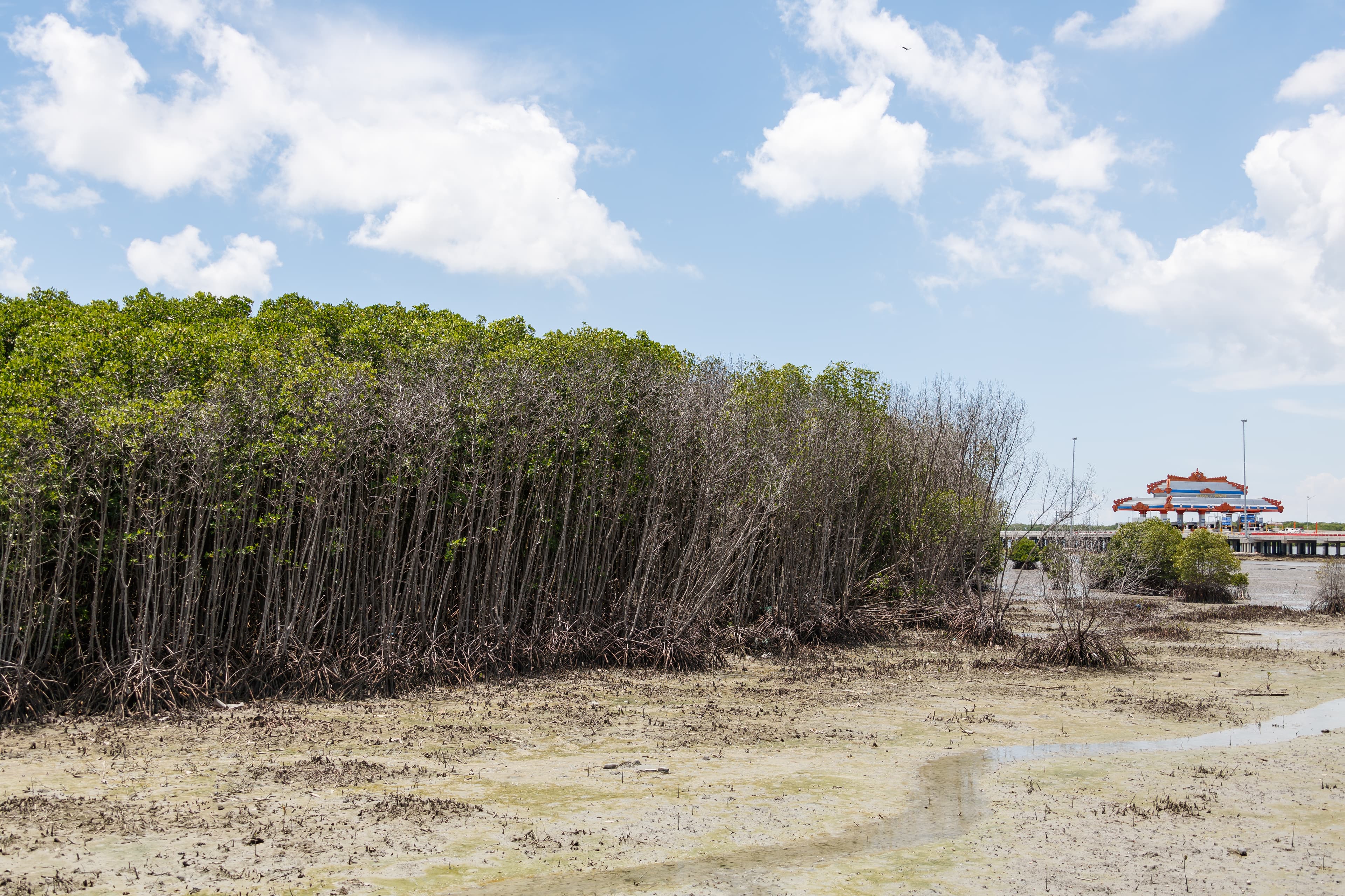Benoa, Bali, Indonesia: Mangrove forest at Benoa.
