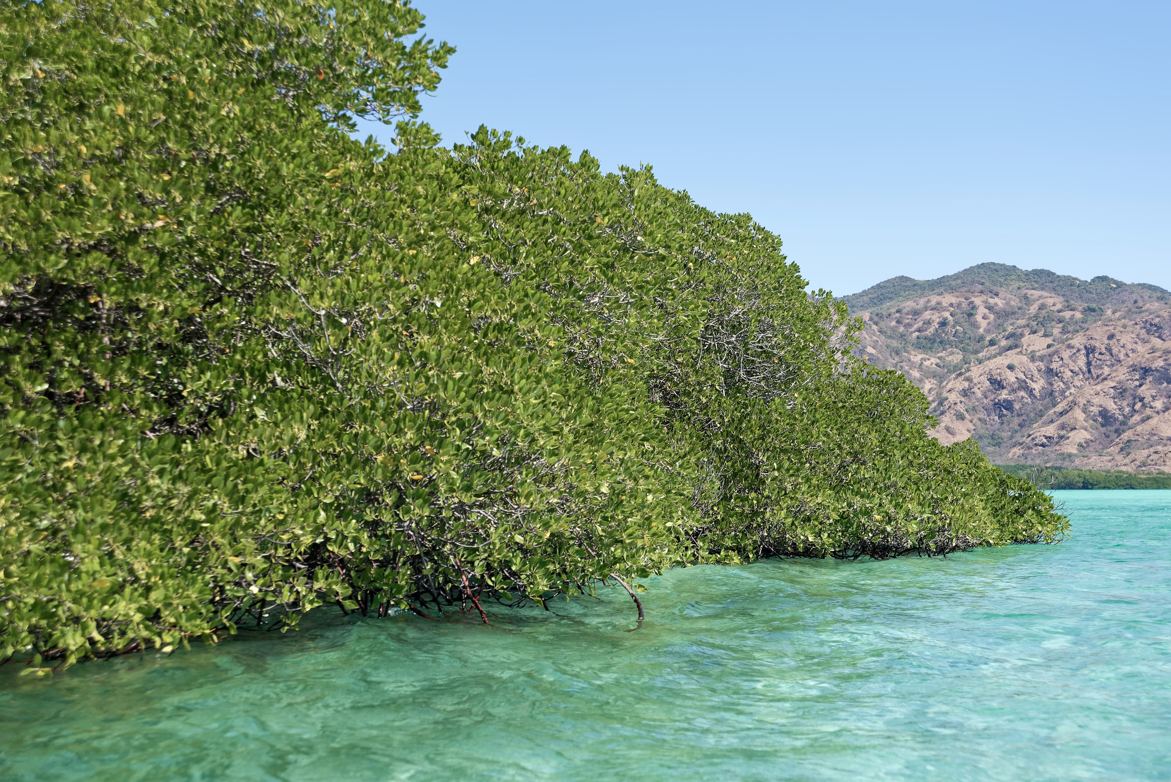 Mangrove forest on Koabe Island in Komodo National Park, Indonesia