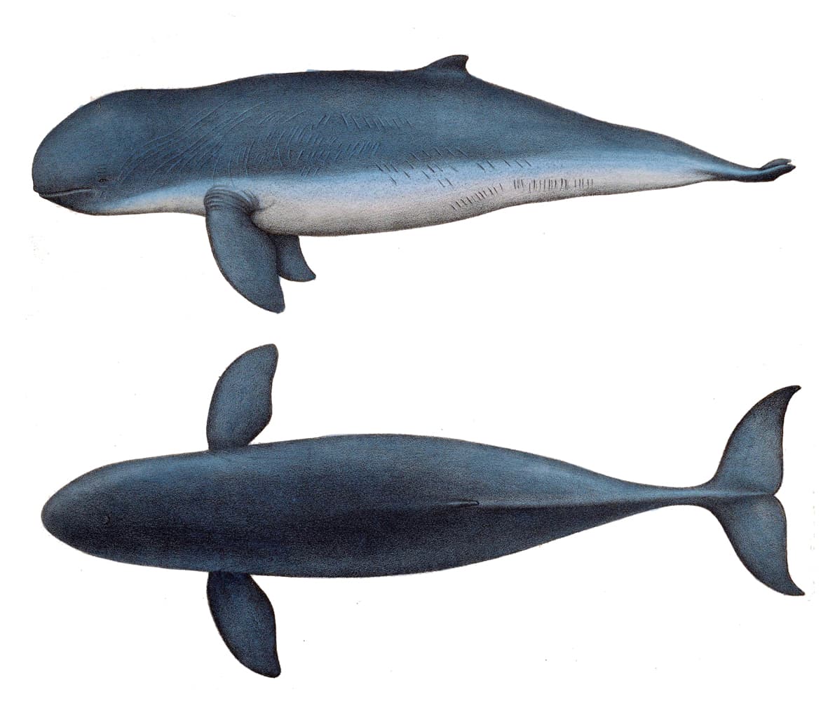 Orcaella brevirostris