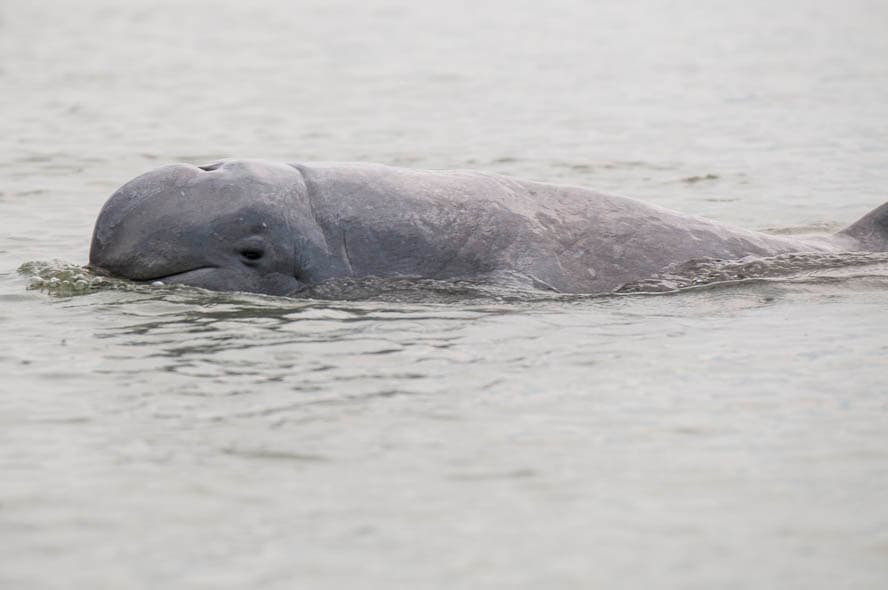 Cambodia,Irawadi Delphin,Irawadidelfin,Irrawaddy Delfin,Mekong,Orcaella brevirostris, Kambodscha, Irrawaddy dolphin