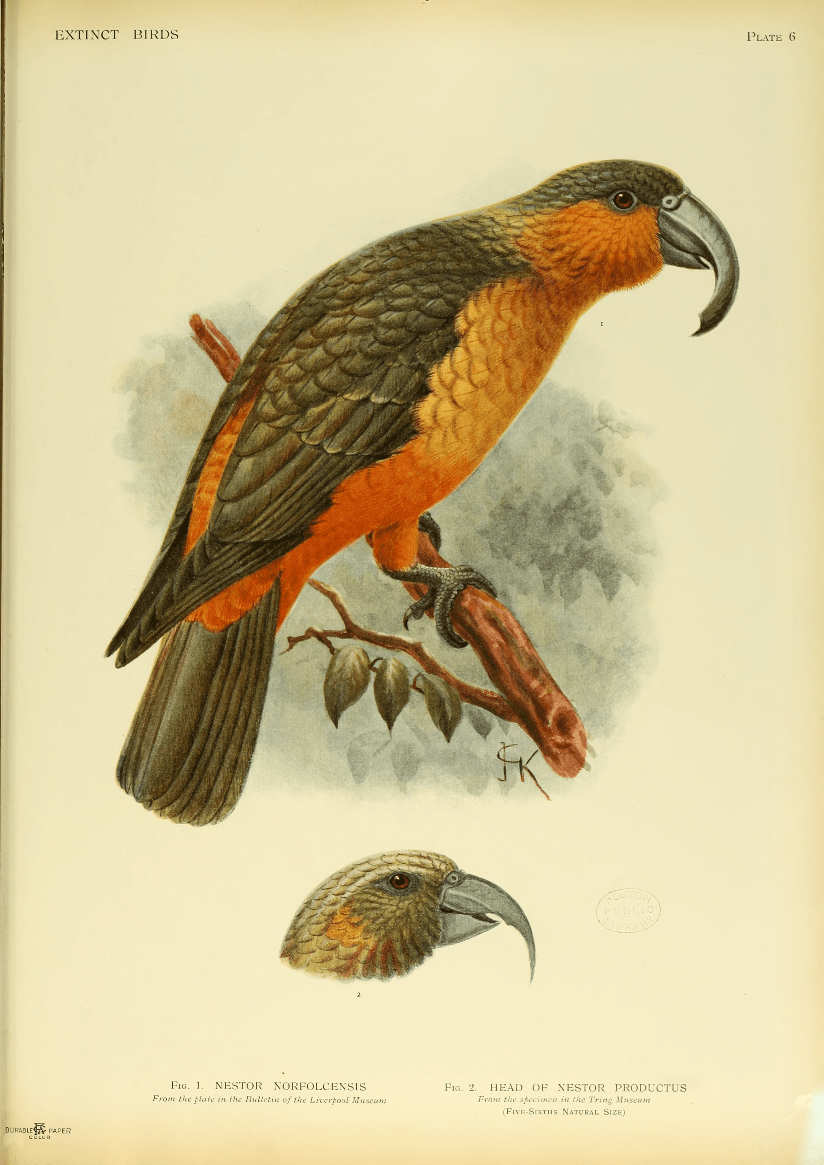 The Norfolk Island Kākā (Nestor productus) is an extinct species of large parrot with a prominent beak. Its plumage was olive-brown, with an orange th