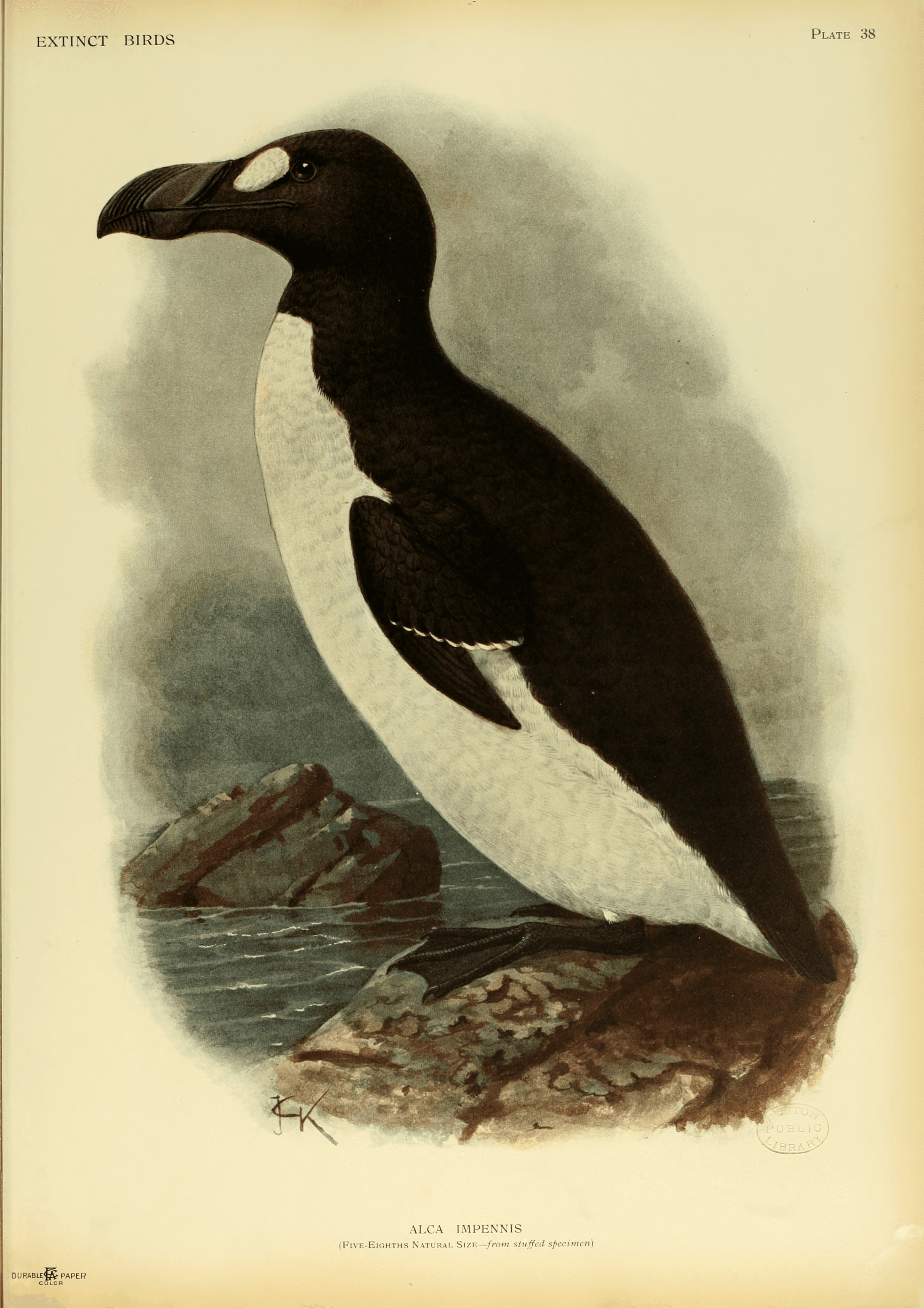 The Great Auk, Pinguinus impennis, formerly of the genus Alca, is a bird that became extinct in the mid-19th century. Five-Eighths Natural Size - from s