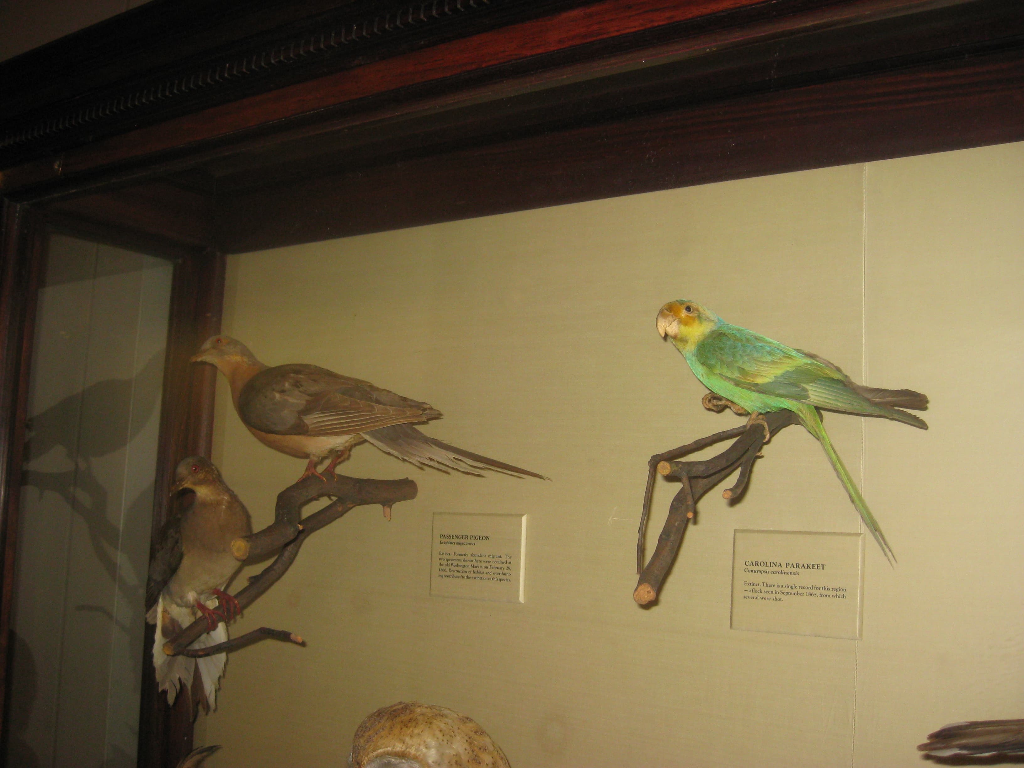 Taxidermy specimens on display at the National Museum of Natural History, Washington DC, USA - two Passenger Pigeons (Ectopistes migratorius) on the l