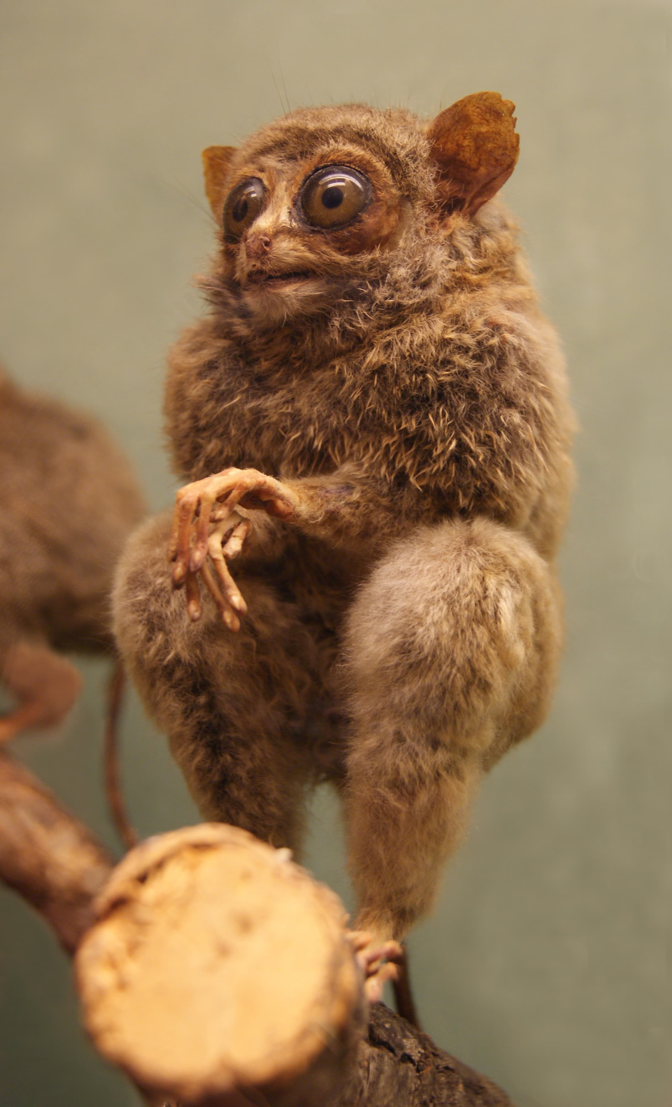A mounted Spectral tarsier (Tarsius fuscus), a male, on display in Göteborgs Naturhistoriska museum (Gothenburg Museum of Natural History). It became 