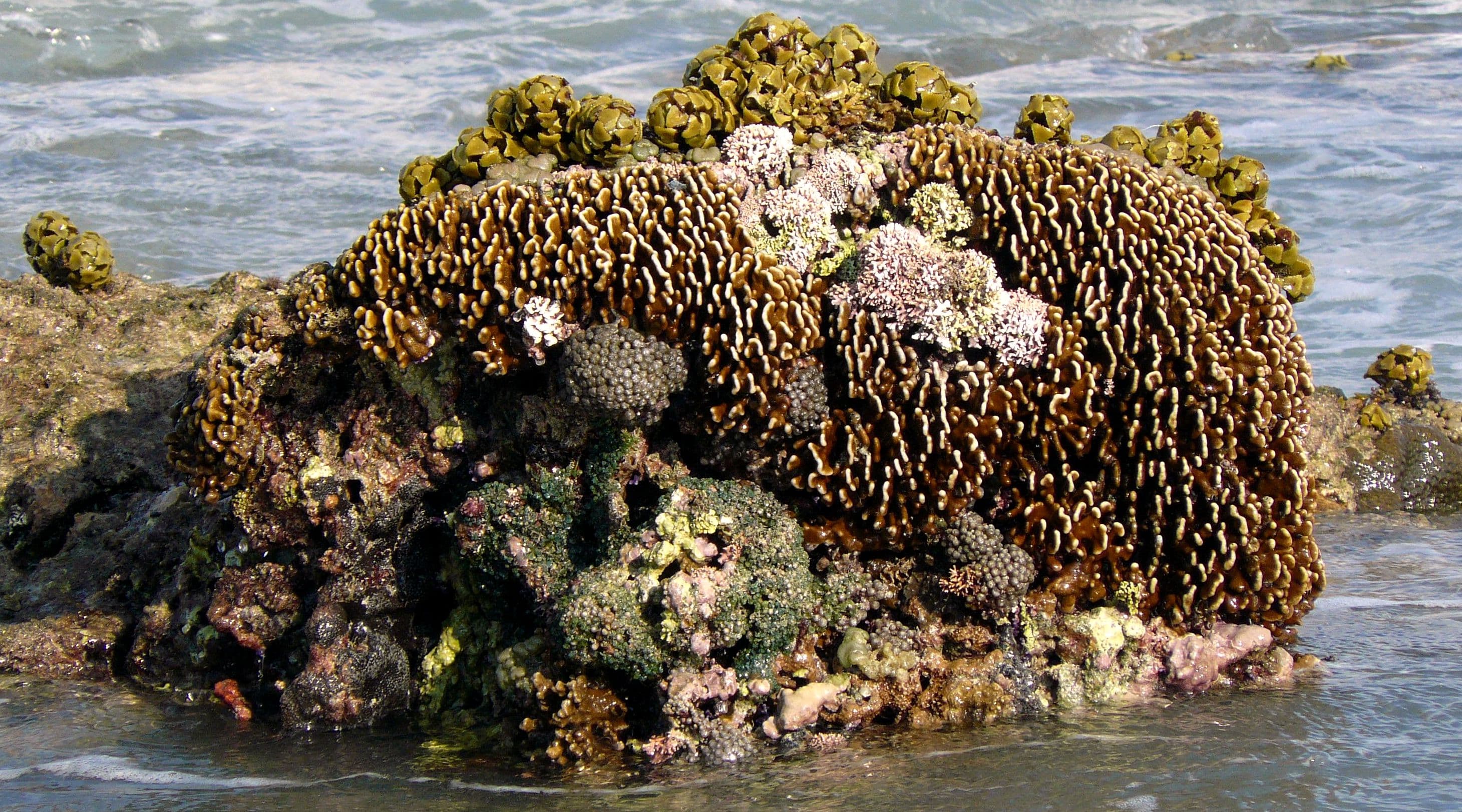 Exposed Coral Reef, Gili Meno, Indonesia