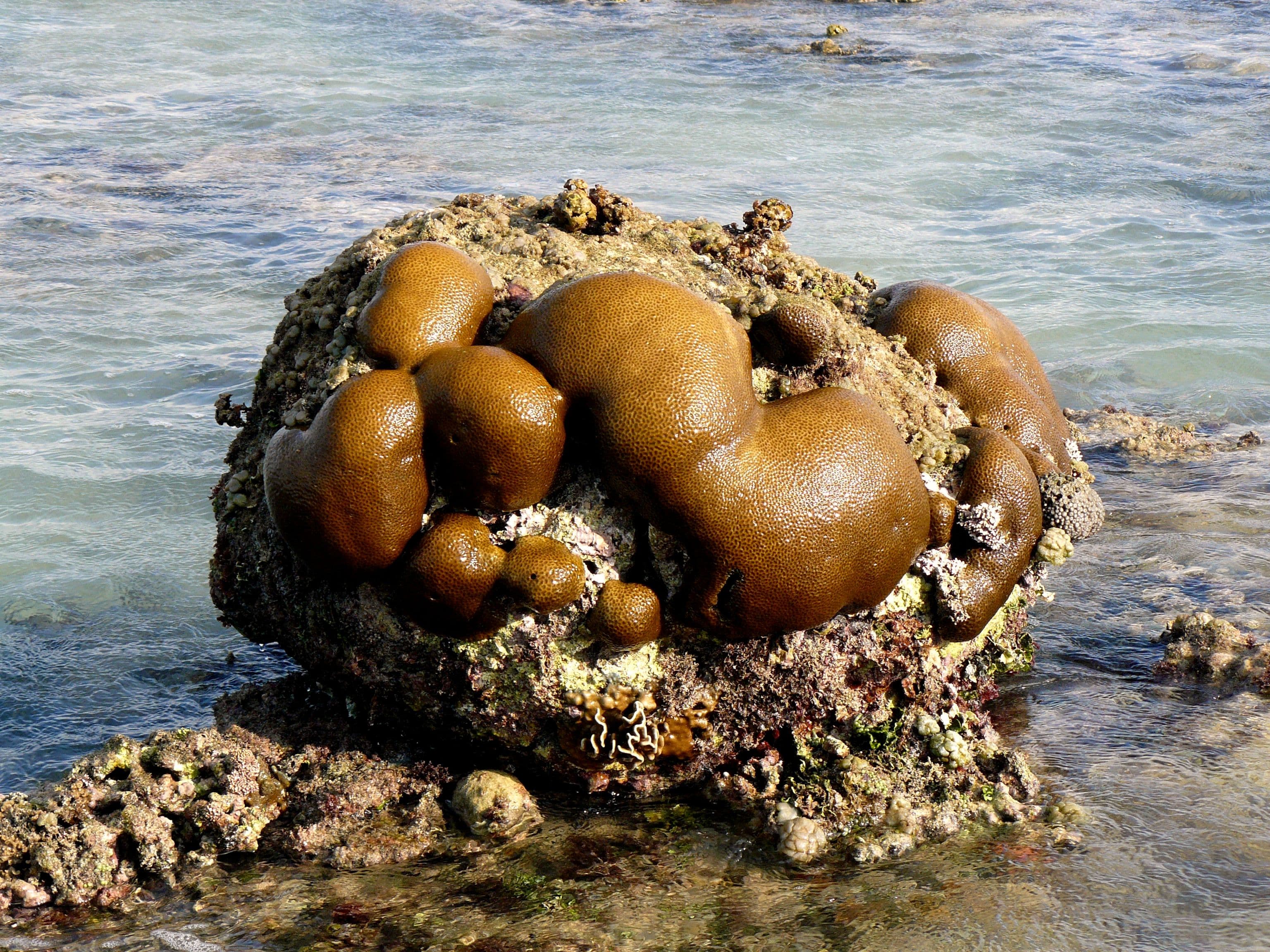 Exposed Coral Reef, Gili Meno, Indonesia