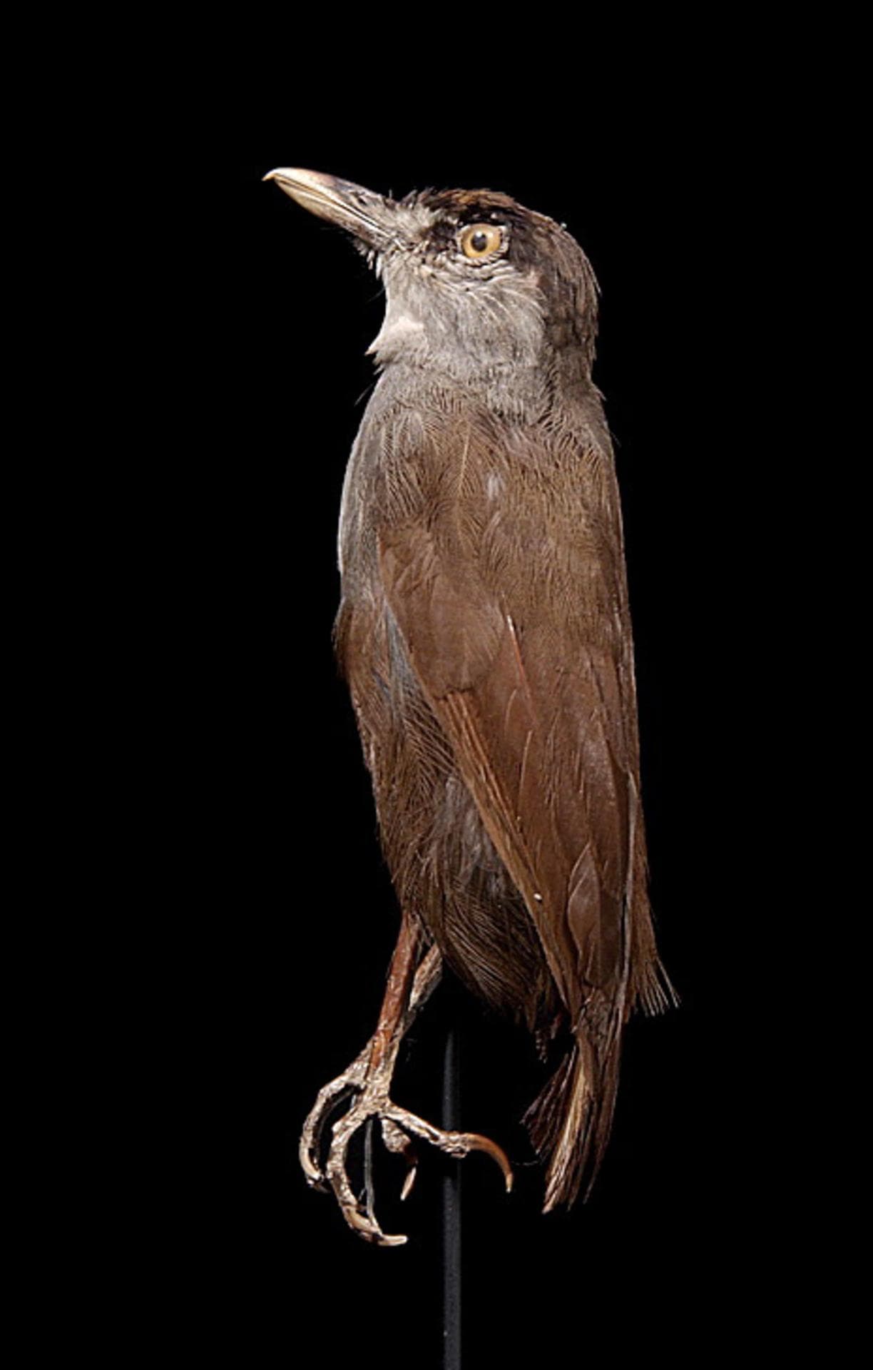 Malacocincla perspicillata (Bonaparte, 1850)