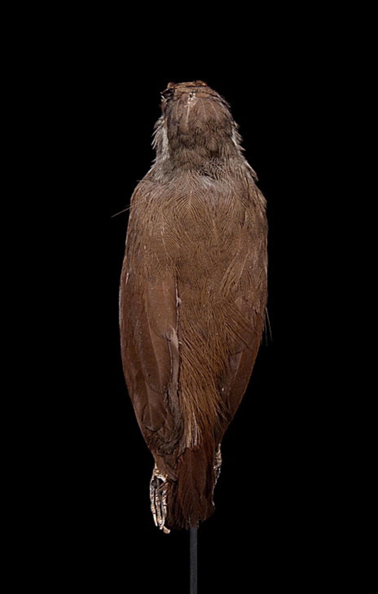 Malacocincla perspicillata (Bonaparte, 1850)