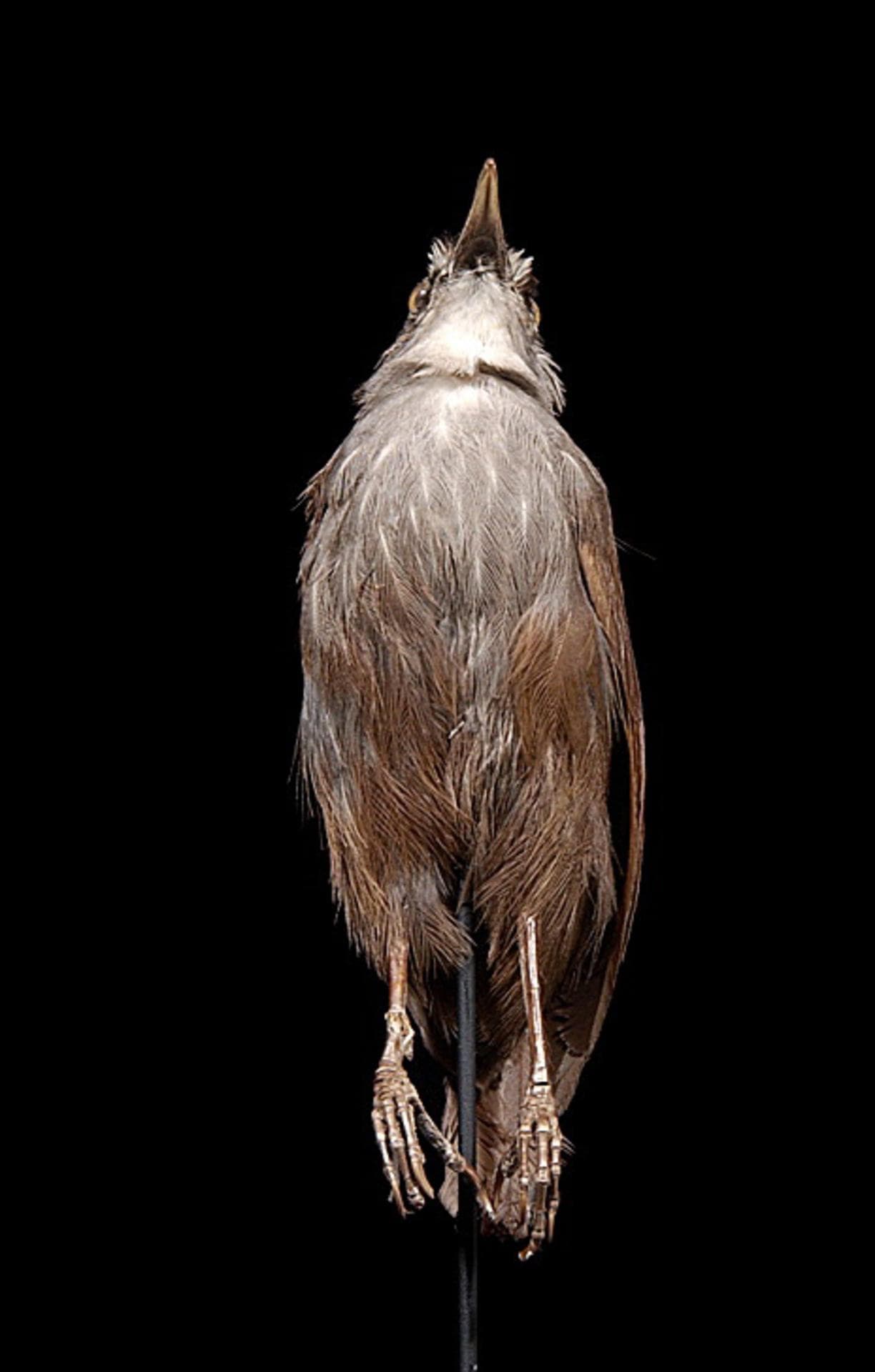 Malacocincla perspicillata (Bonaparte, 1850)