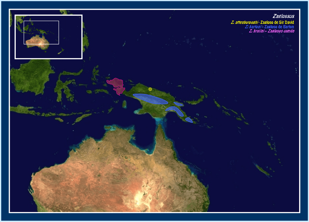 Mapa del área de distribución de Zaglossus sp.: Zaglossus attenboroughi Zaglossus bartoni Zaglossus bruijni