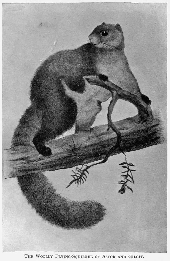 Caption The Woolly Flying-Squirrel of Astor and Gilgit. Woolly Flying Squirrel of Gilgit Eupetaurus cinereus