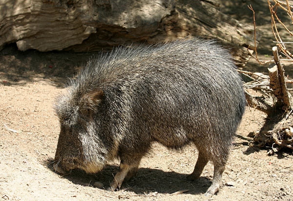 A Chacoan Peccary at the San Diego Zoo in San Diego, California, USA.