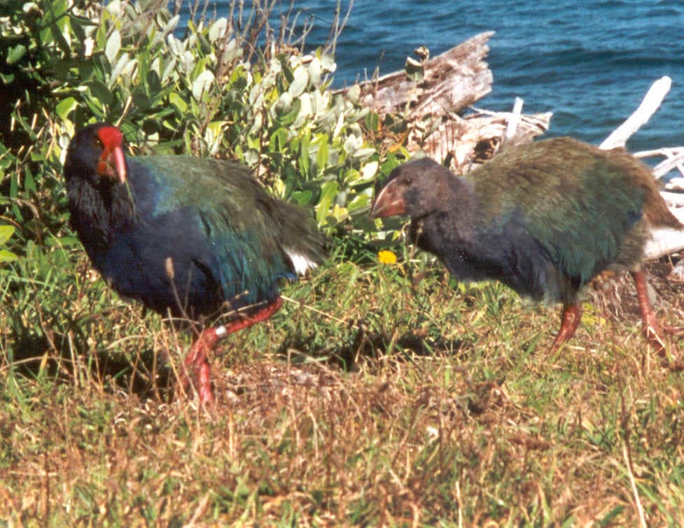 Takahē and chick on Kapiti Island in New Zealand.