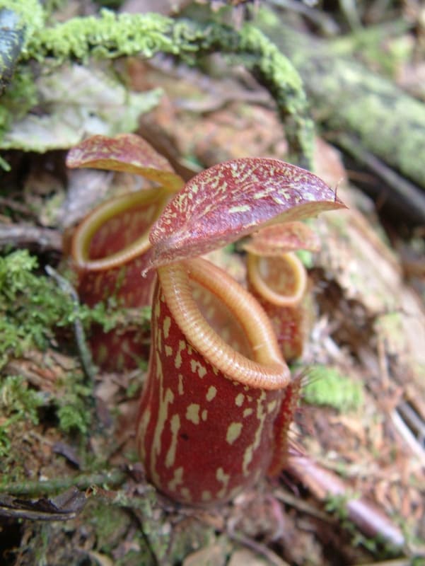 Undescribed Nepenthes species from Sulawesi