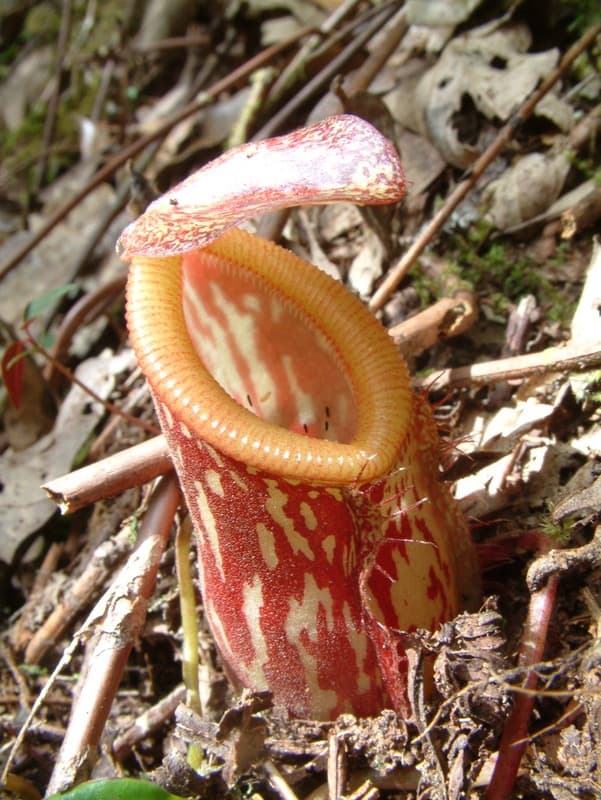 Undescribed Nepenthes species from Sulawesi