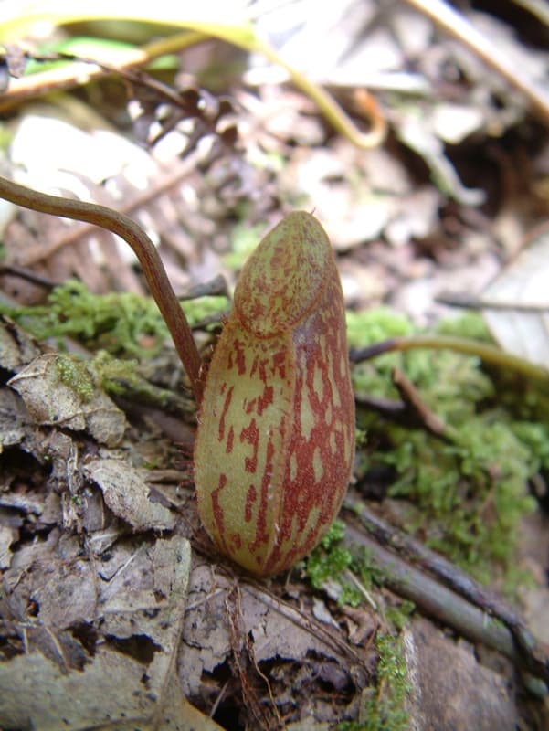 Undescribed Nepenthes species from Sulawesi