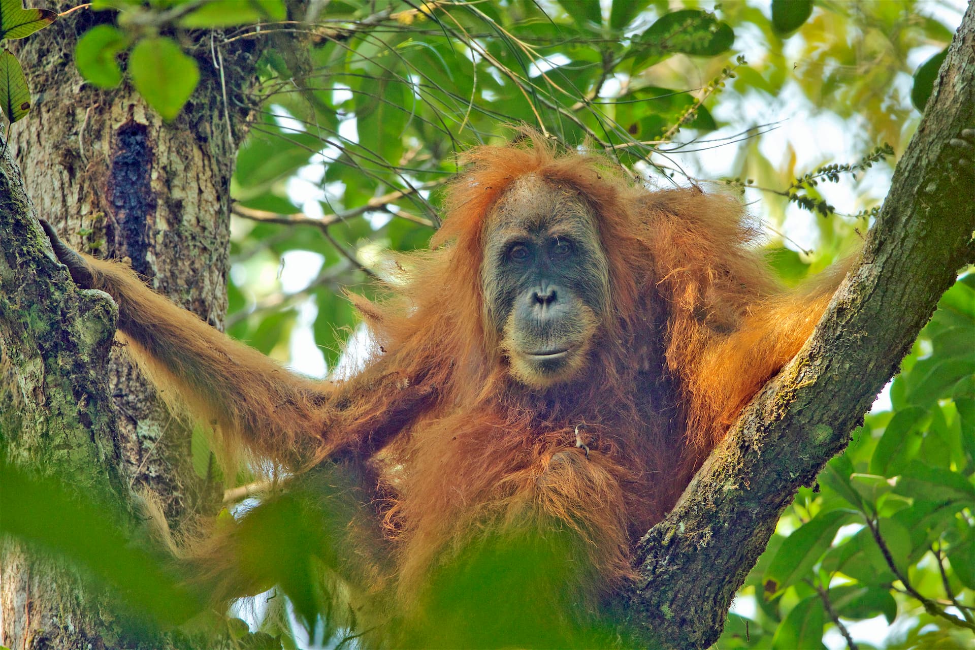Adult female, Pongo tapanuliensis Batang Toru Forest Sumatran Orangutan Conservation Project North Sumatran Province Indonesia